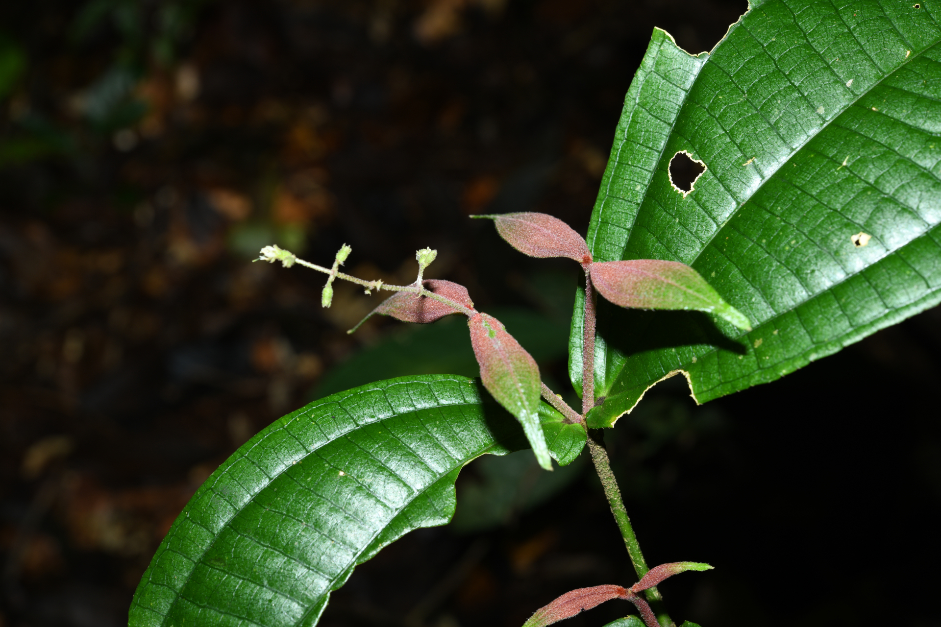 Miconia aliquantula Wurdack - Photo Bivouac Naturaliste