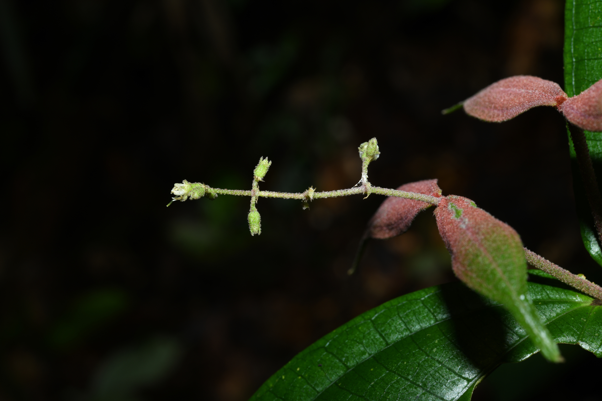 Miconia aliquantula Wurdack - Photo Bivouac Naturaliste