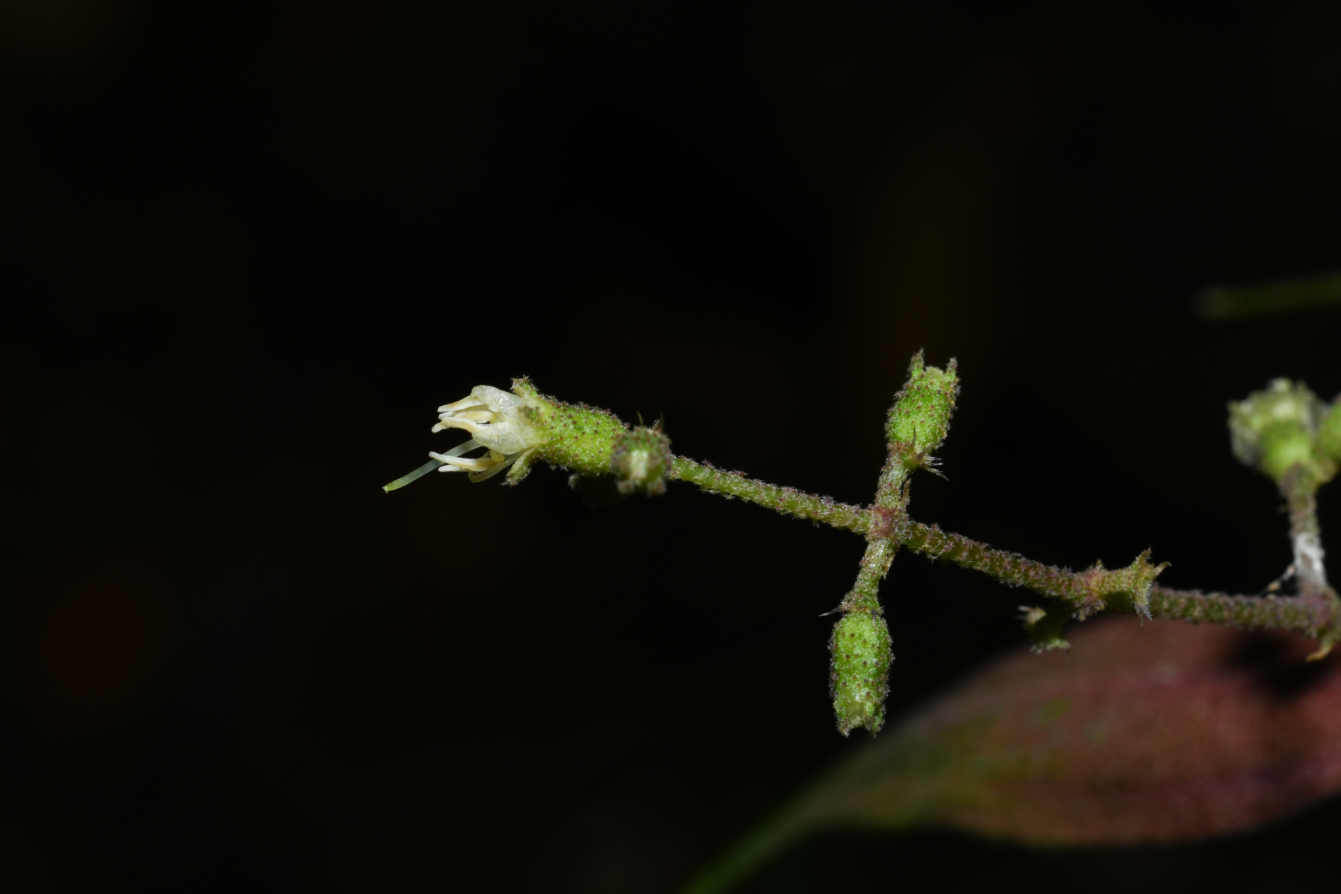 Miconia aliquantula Wurdack - Photo Bivouac Naturaliste