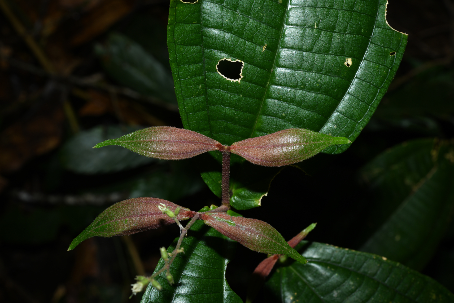 Miconia aliquantula Wurdack - Photo Bivouac Naturaliste