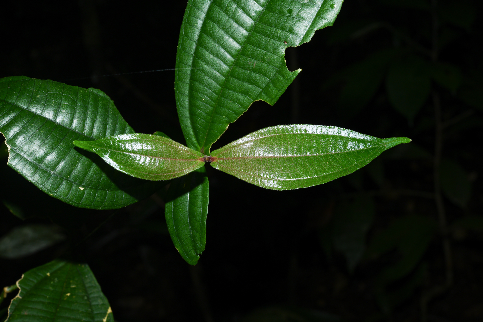 Miconia aliquantula Wurdack - Photo Bivouac Naturaliste