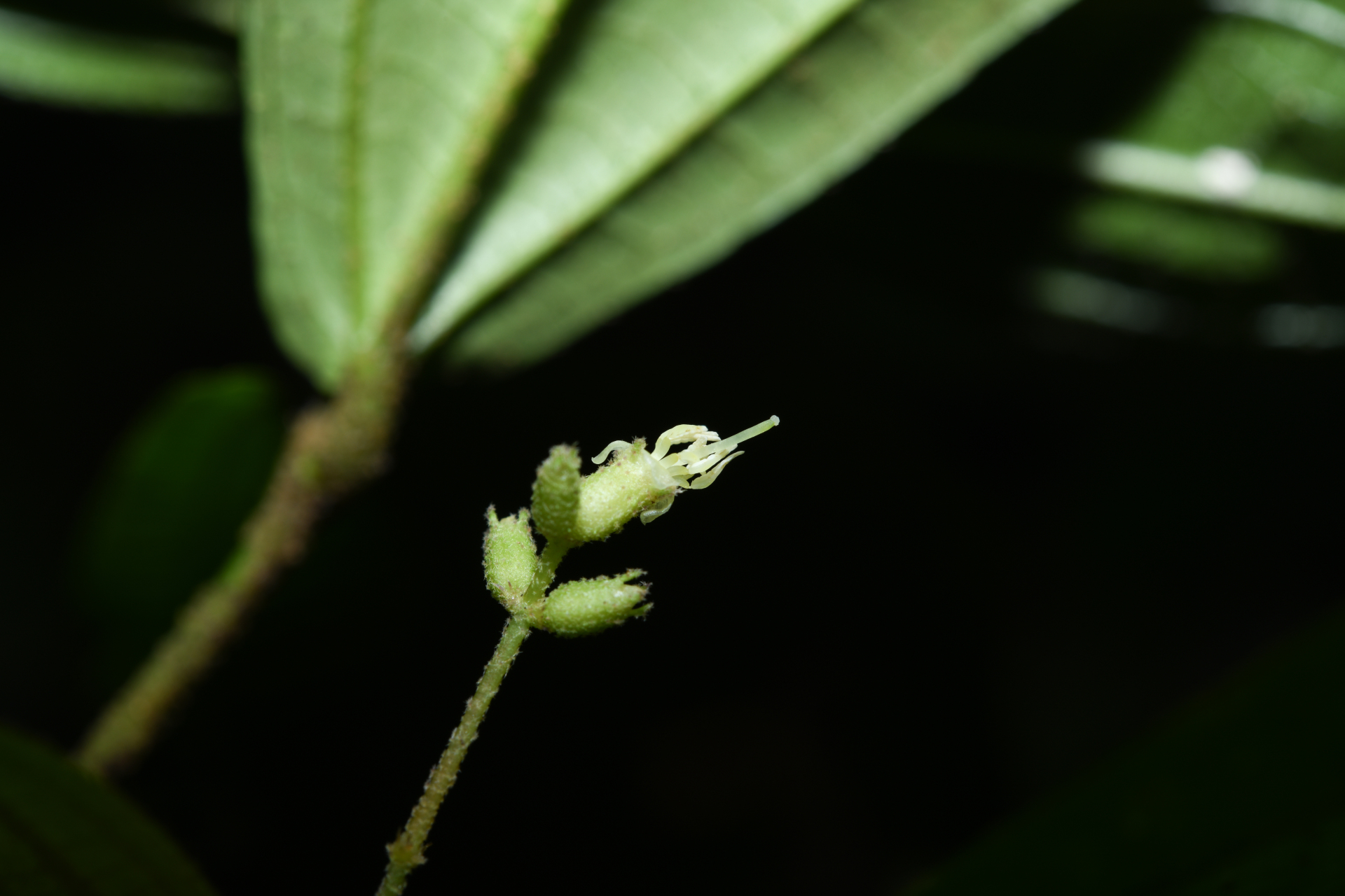 Miconia aliquantula Wurdack - Photo Bivouac Naturaliste
