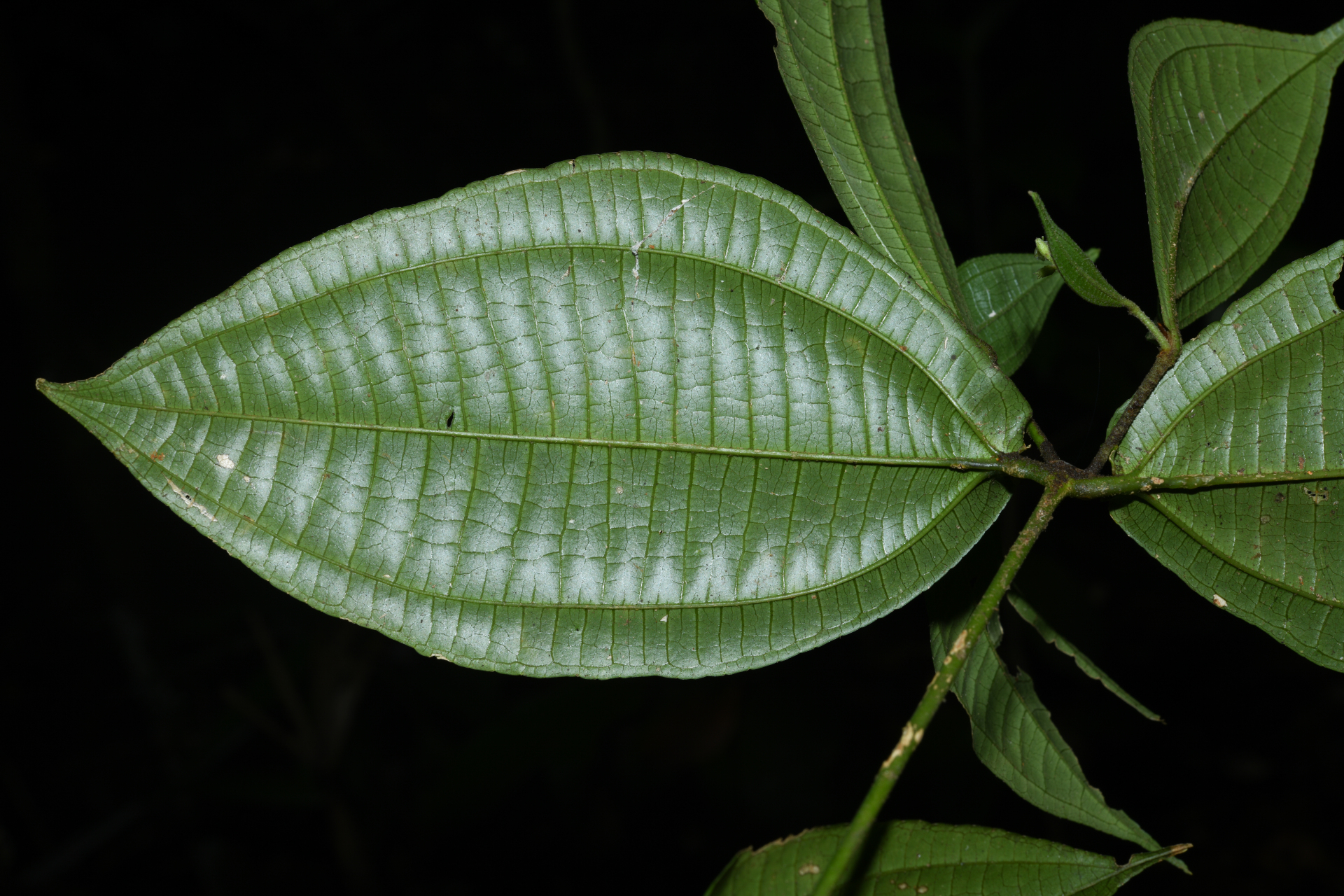 Miconia aliquantula Wurdack - Photo Bivouac Naturaliste