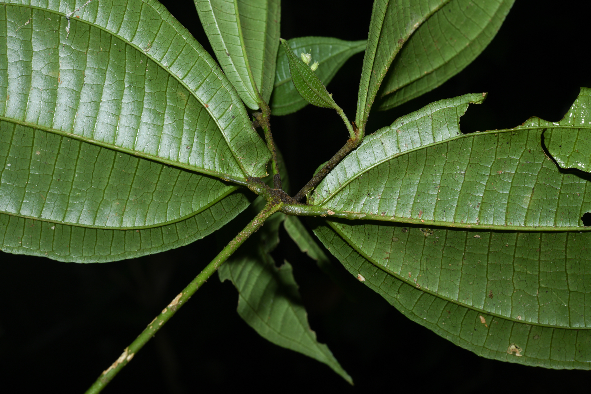 Miconia aliquantula Wurdack - Photo Bivouac Naturaliste