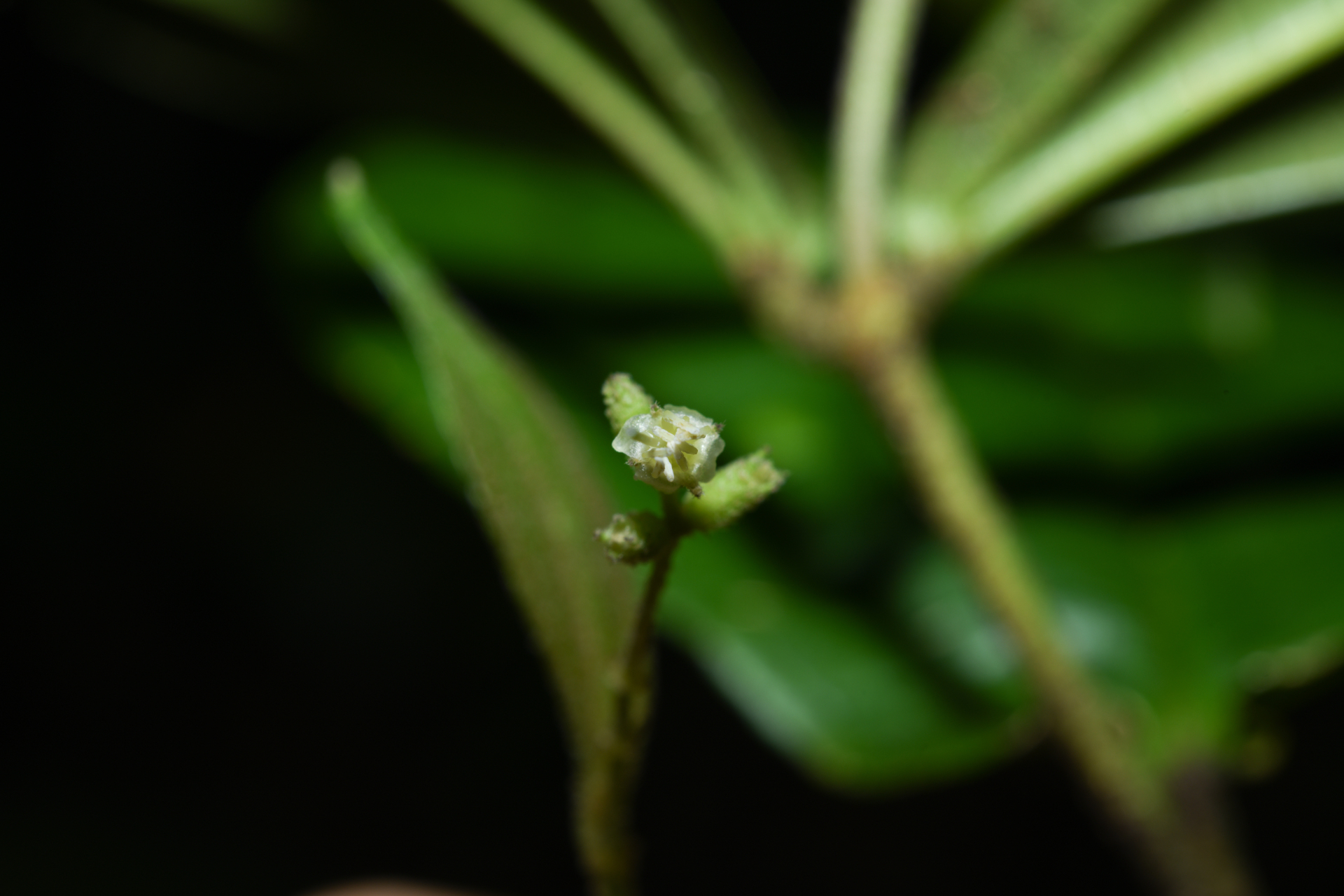 Miconia aliquantula Wurdack - Photo Bivouac Naturaliste