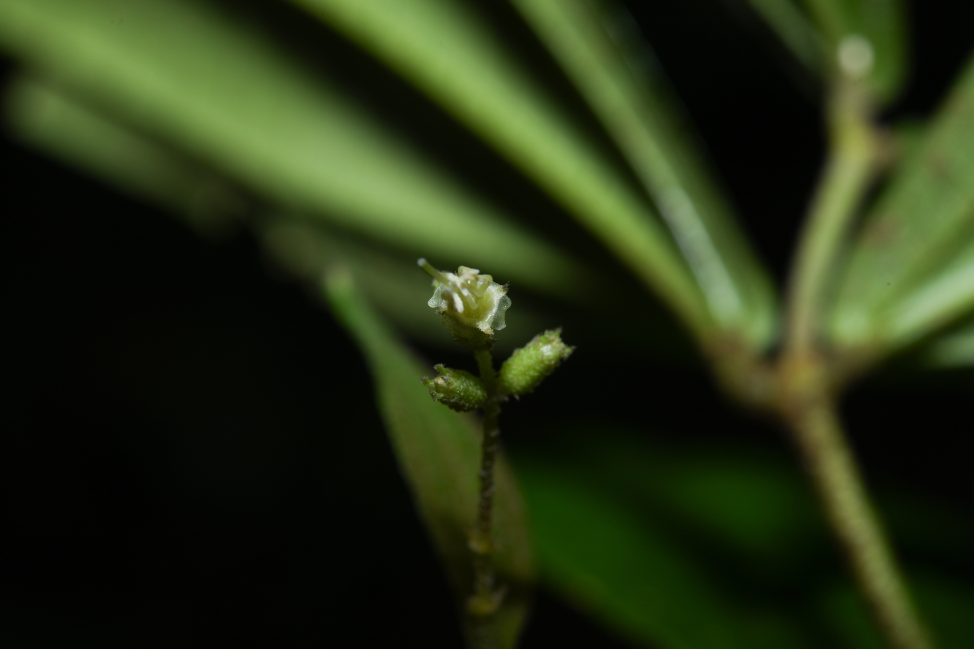 Miconia aliquantula Wurdack - Photo Bivouac Naturaliste
