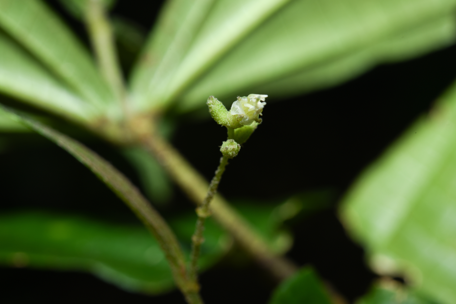 Miconia aliquantula Wurdack - Photo Bivouac Naturaliste