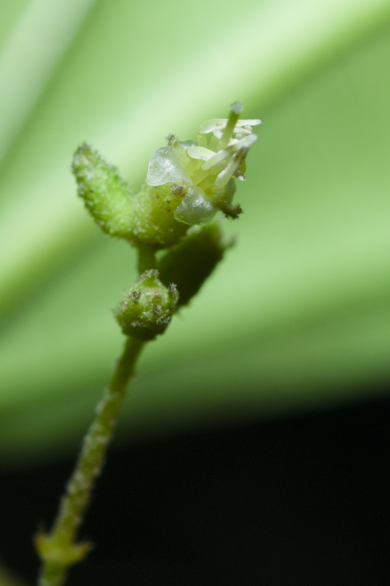Miconia aliquantula Wurdack - Photo Bivouac Naturaliste