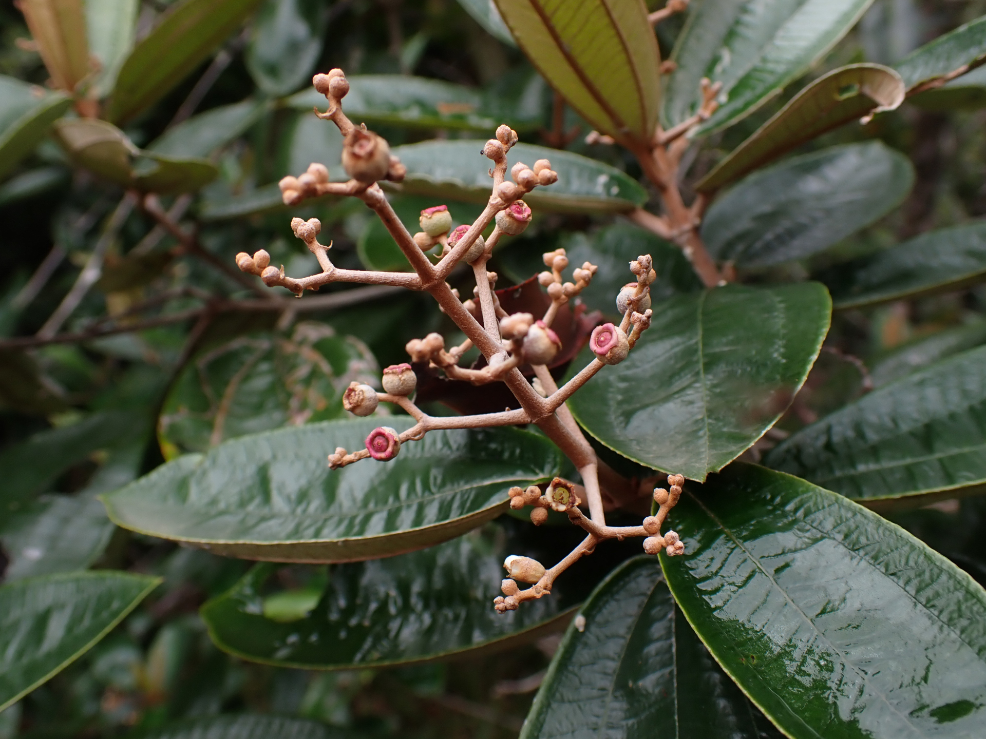 Miconia albicans (Sw.) Steud. - Photo Bivouac Naturaliste