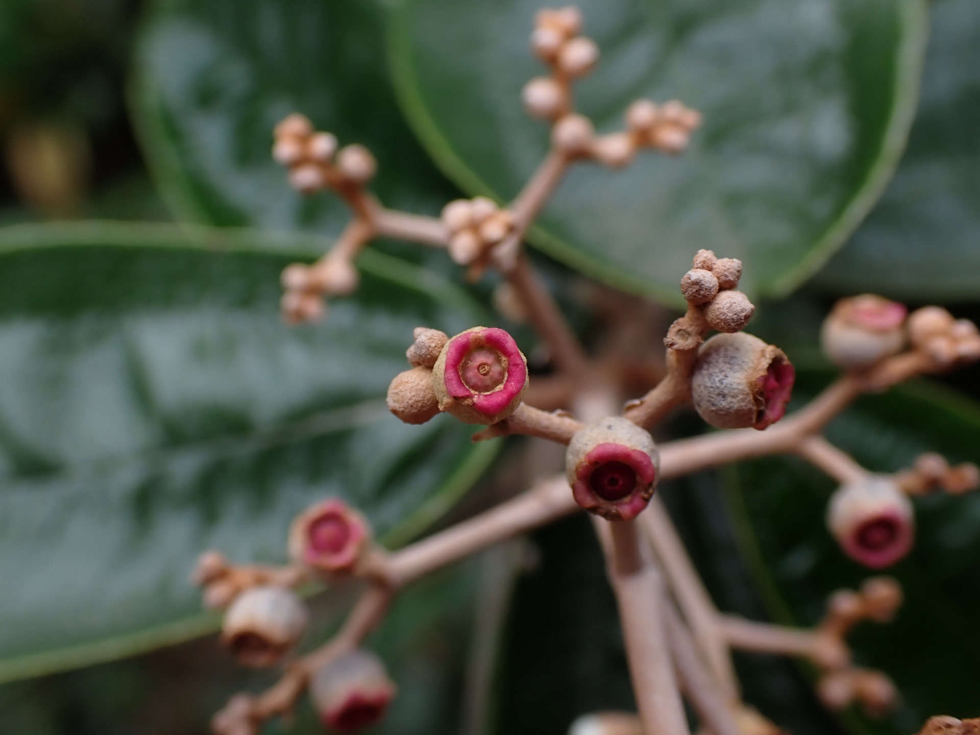 Miconia albicans (Sw.) Steud. - Photo Bivouac Naturaliste