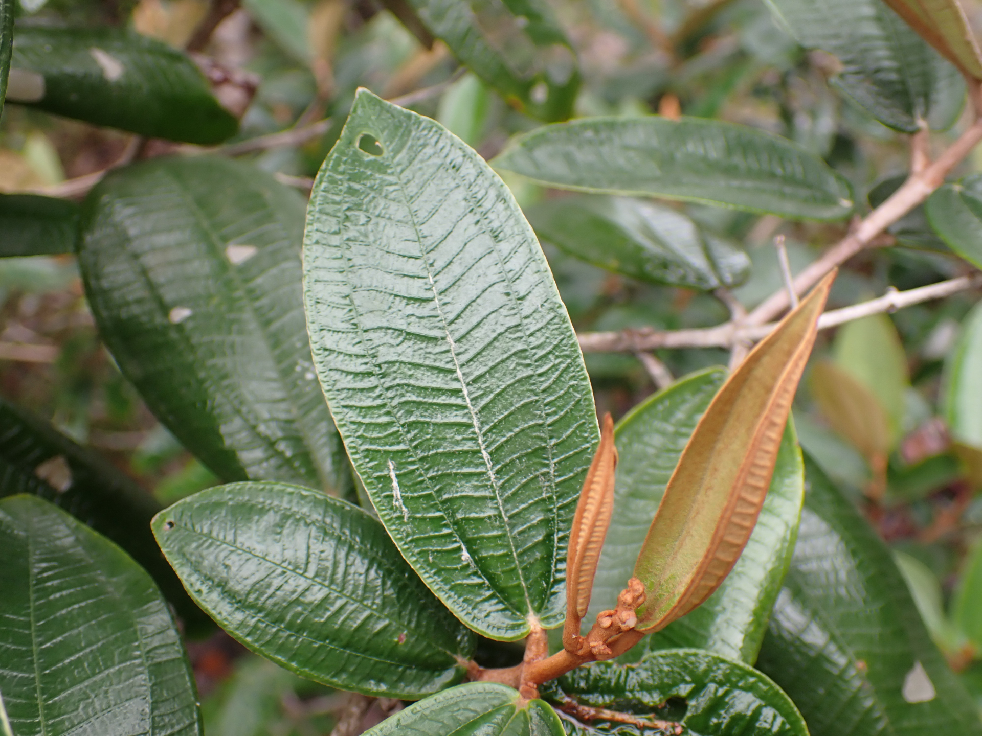 Miconia albicans (Sw.) Steud. - Photo Bivouac Naturaliste