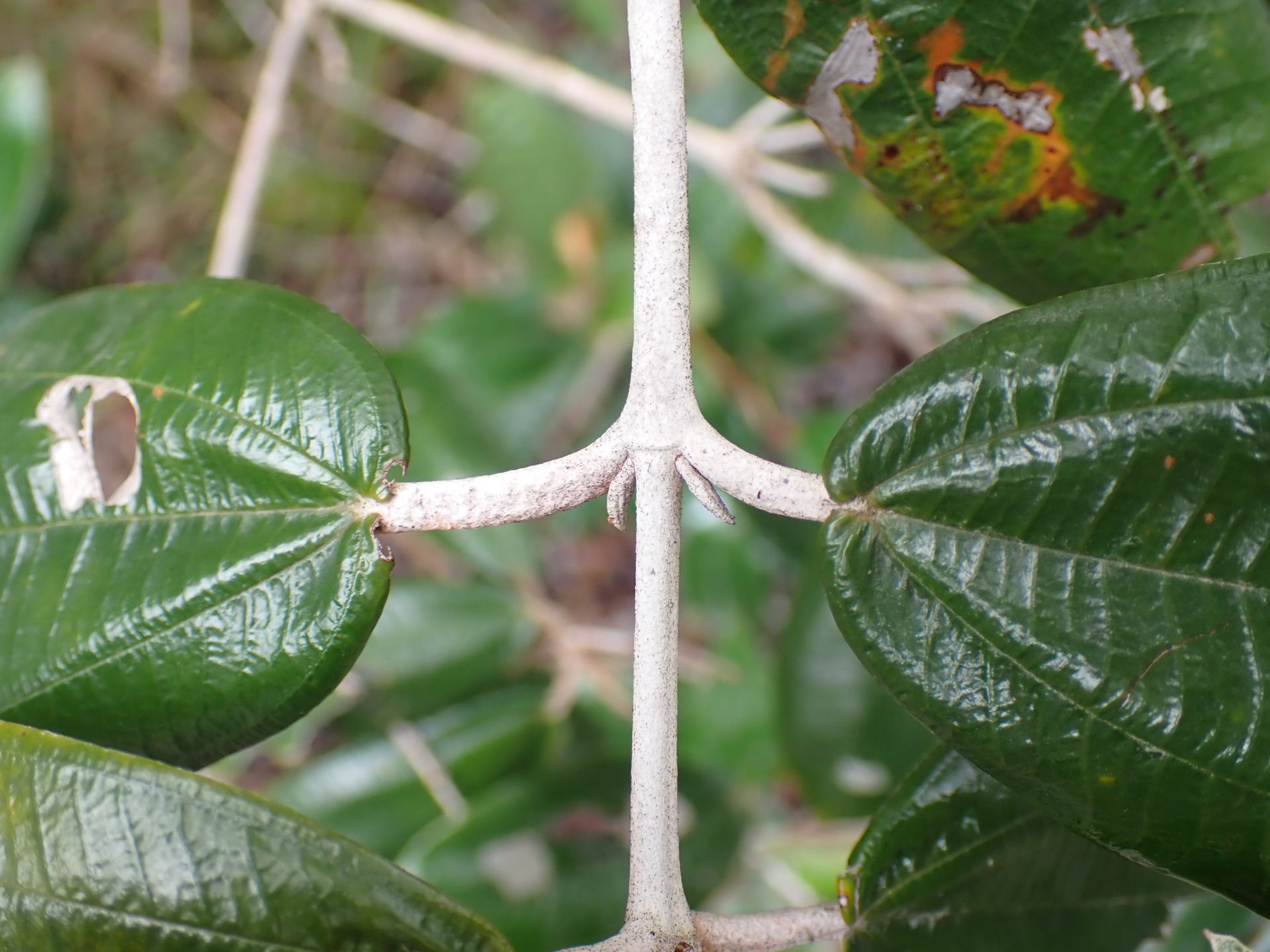 Miconia albicans (Sw.) Steud. - Photo Bivouac Naturaliste
