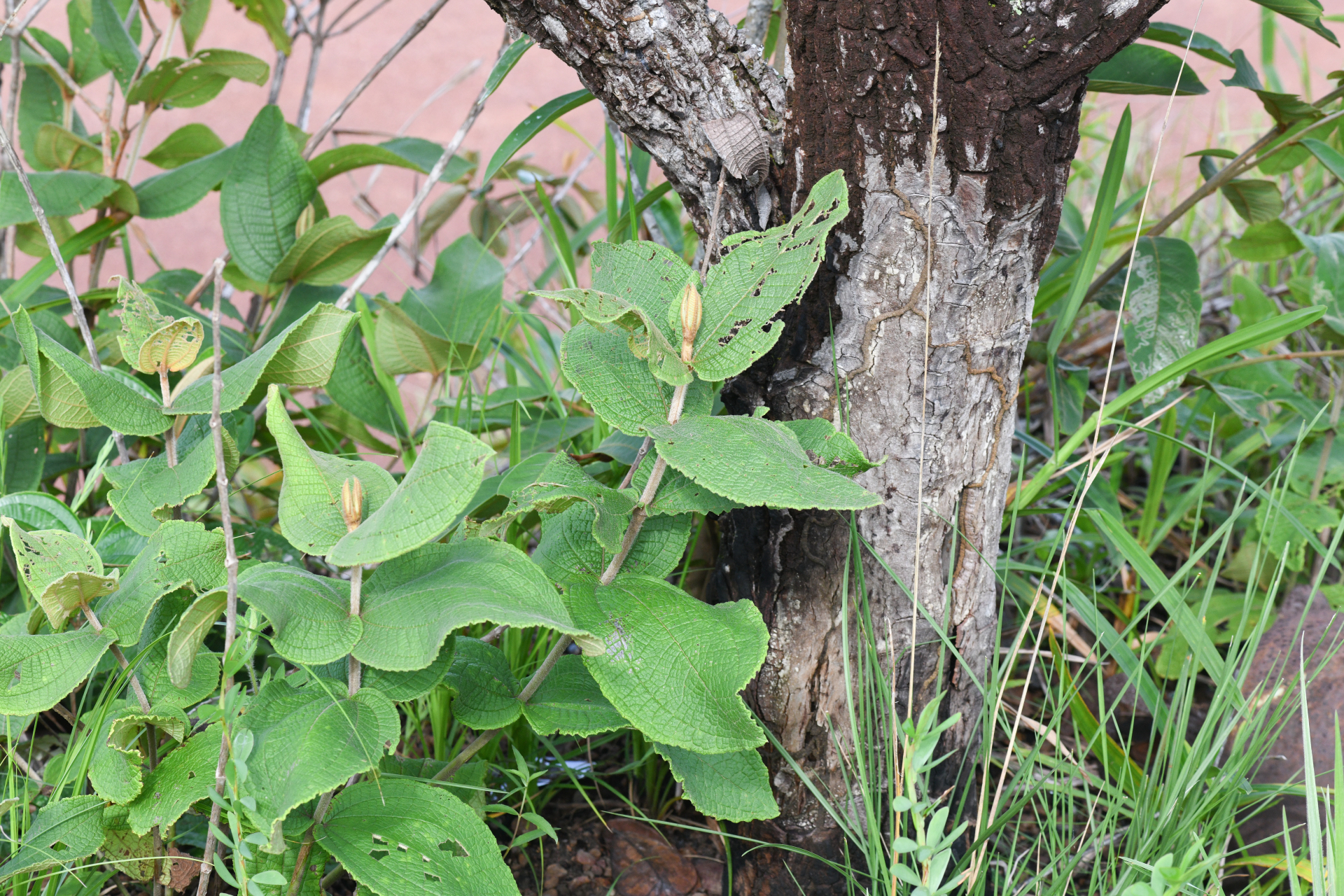 Miconia albicans (Sw.) Steud. - Photo Bivouac Naturaliste