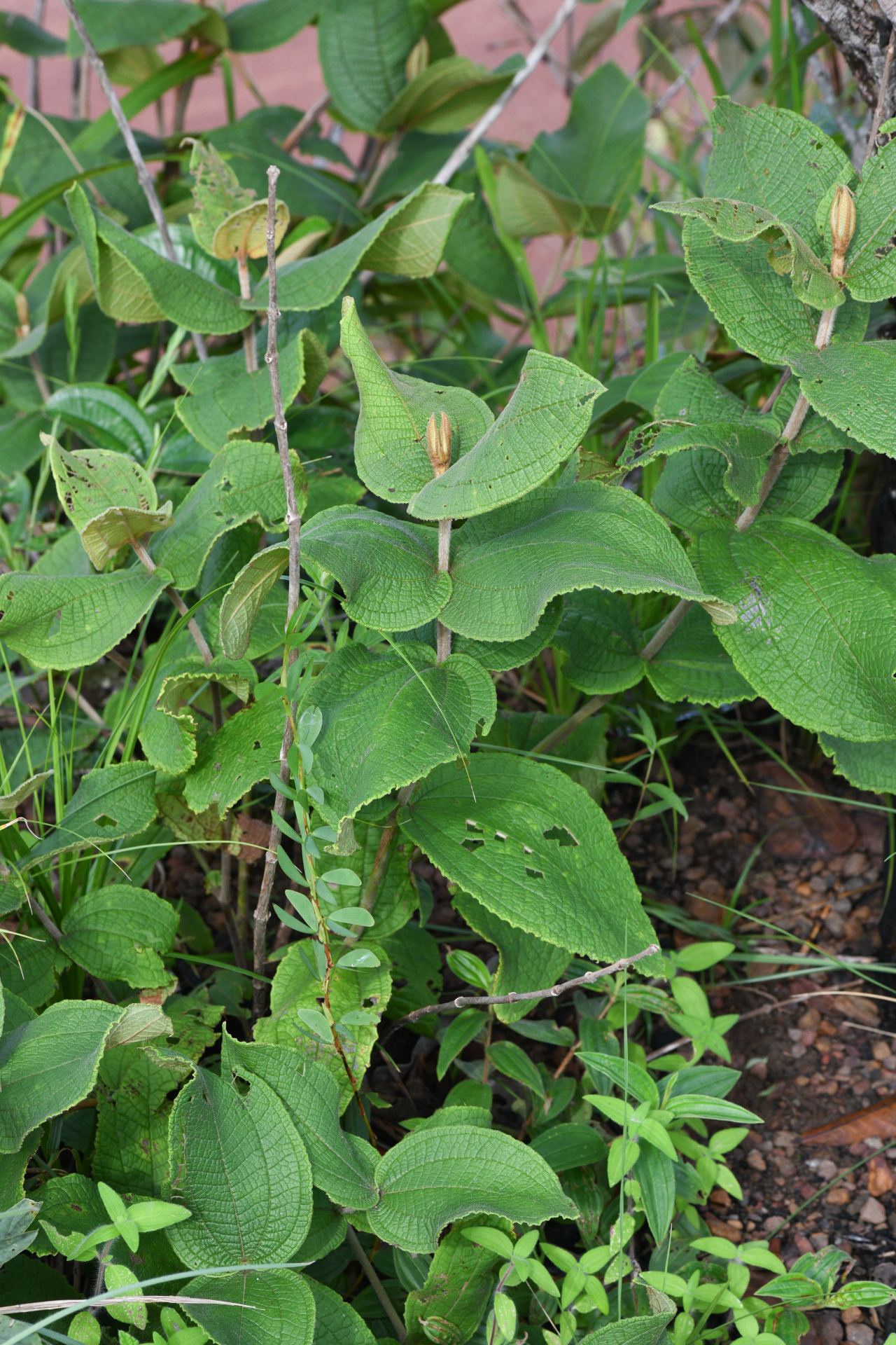 Miconia albicans (Sw.) Steud. - Photo Bivouac Naturaliste
