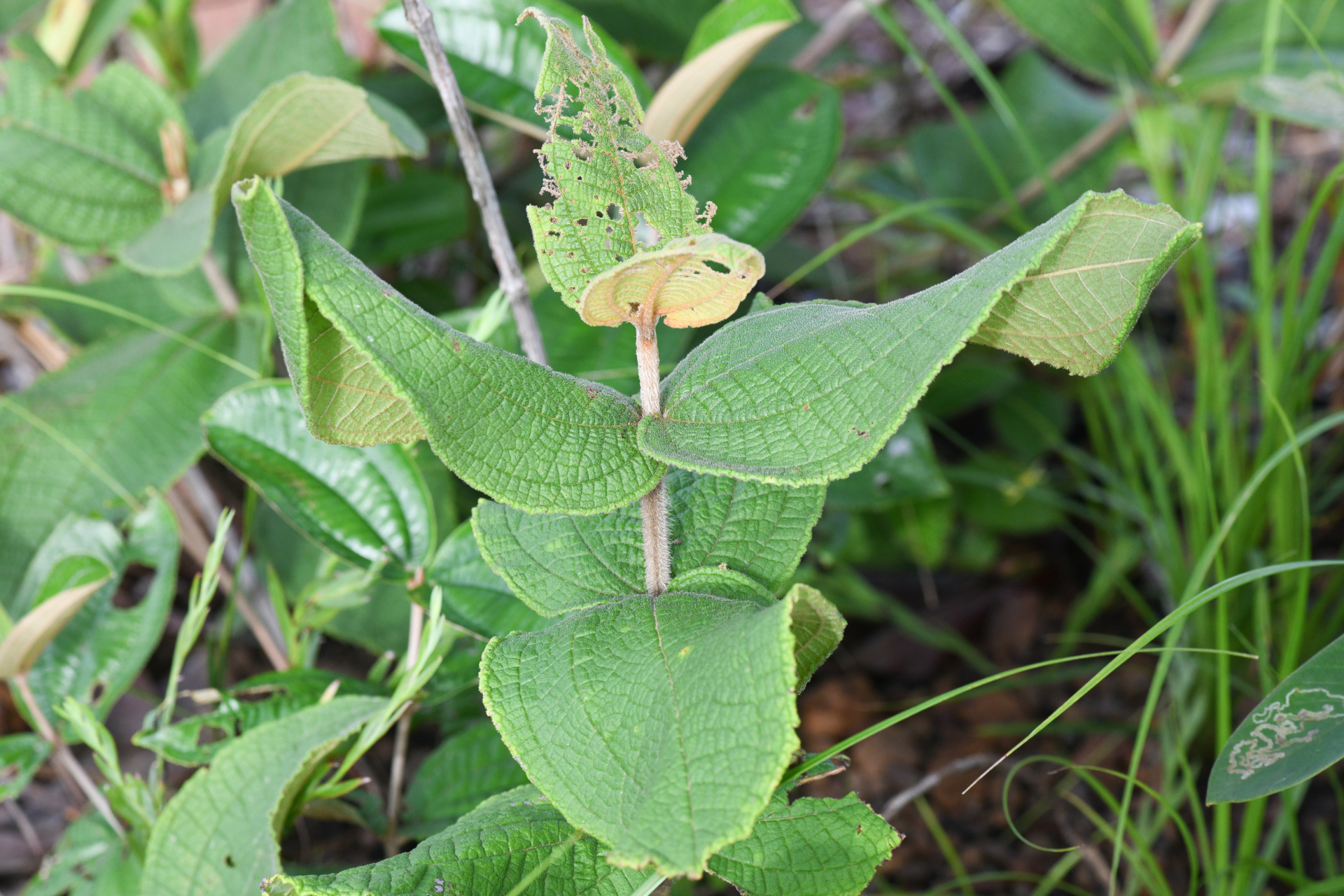 Miconia albicans (Sw.) Steud. - Photo Bivouac Naturaliste