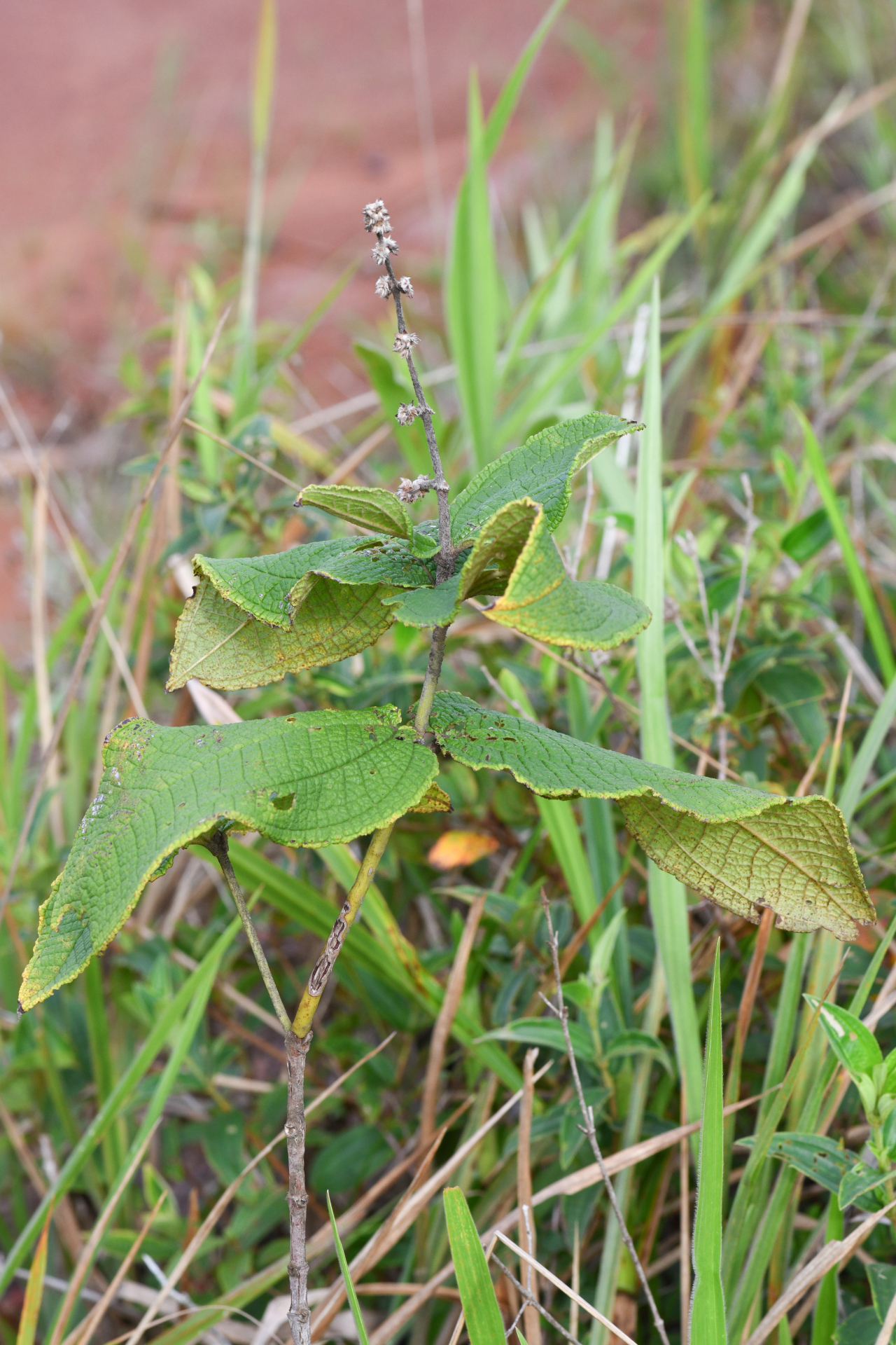 Miconia albicans (Sw.) Steud. - Photo Bivouac Naturaliste