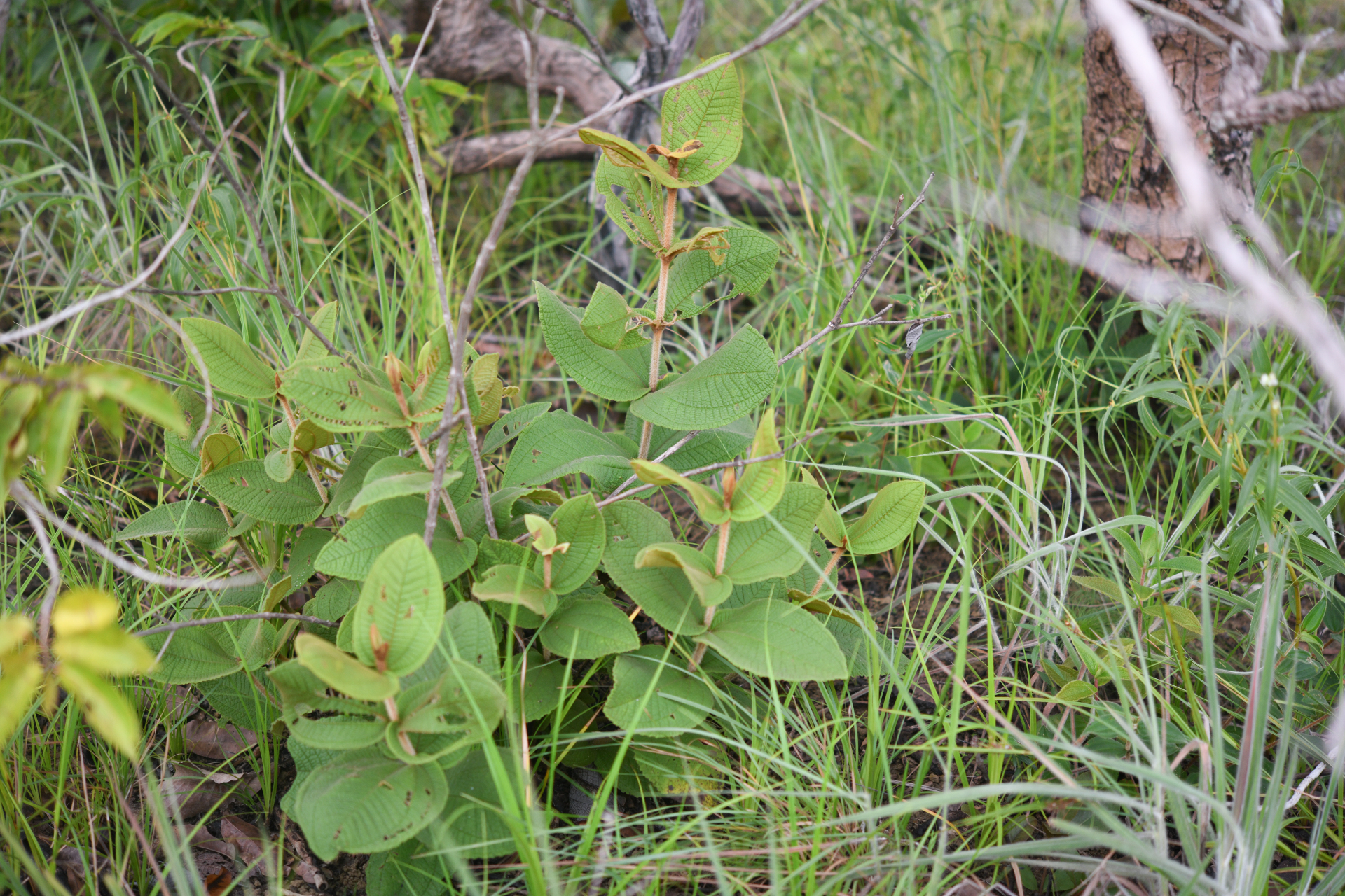 Miconia albicans (Sw.) Steud. - Photo Bivouac Naturaliste