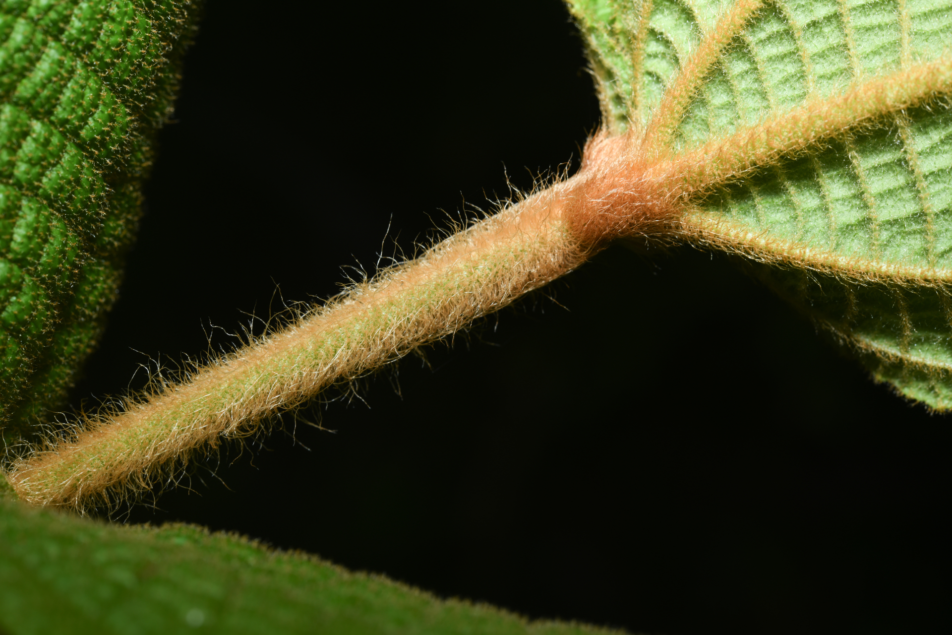 Miconia albicans (Sw.) Steud. - Photo Bivouac Naturaliste