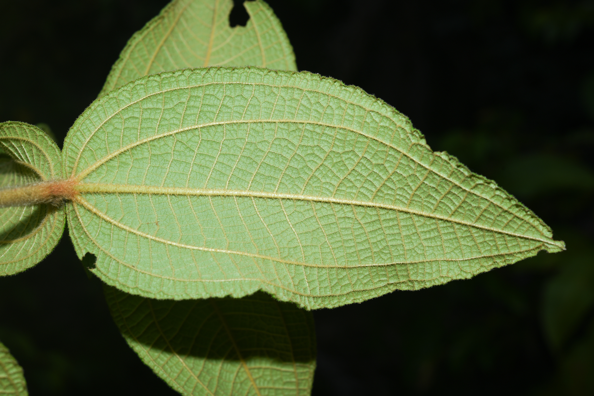 Miconia albicans (Sw.) Steud. - Photo Bivouac Naturaliste