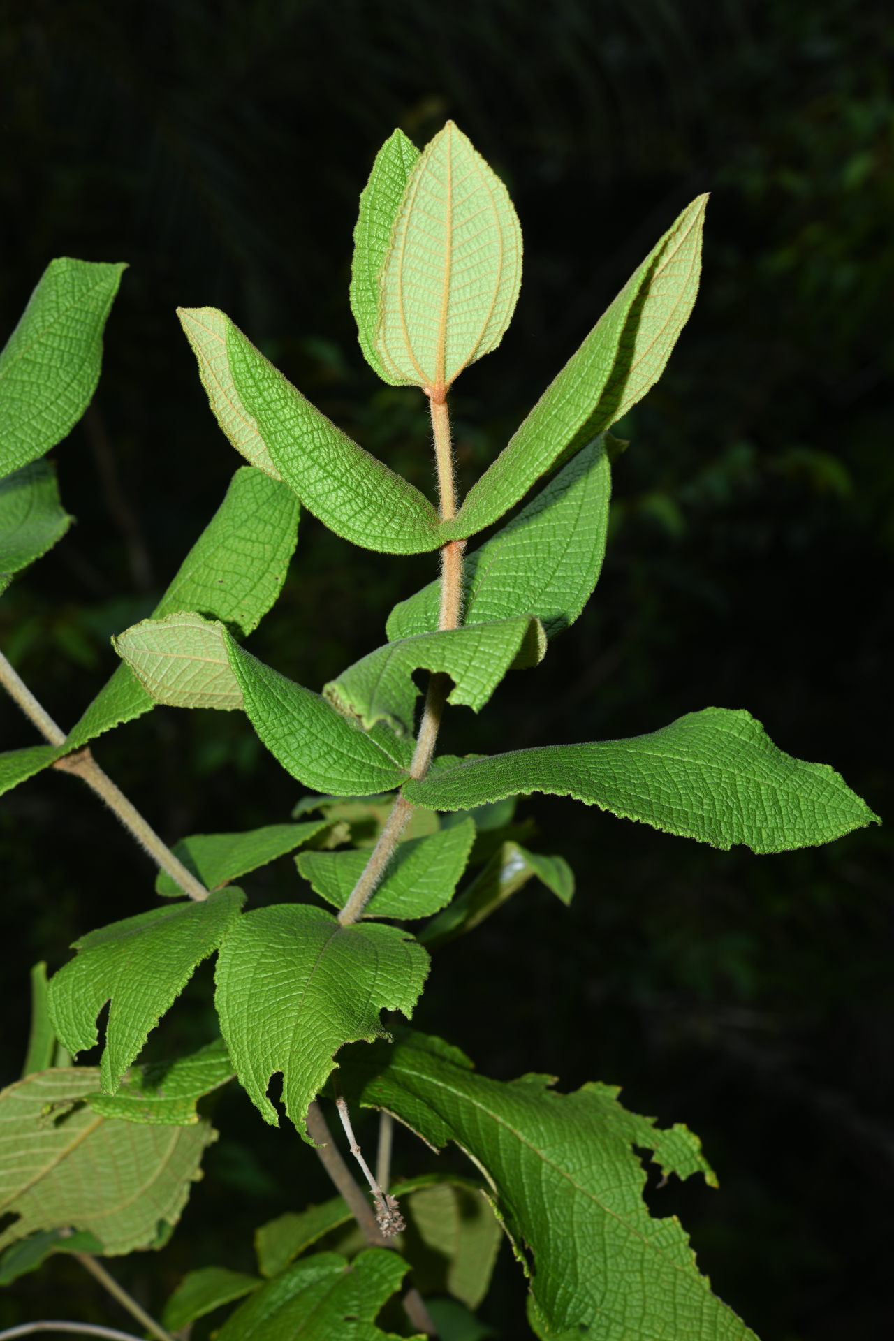 Miconia albicans (Sw.) Steud. - Photo Bivouac Naturaliste