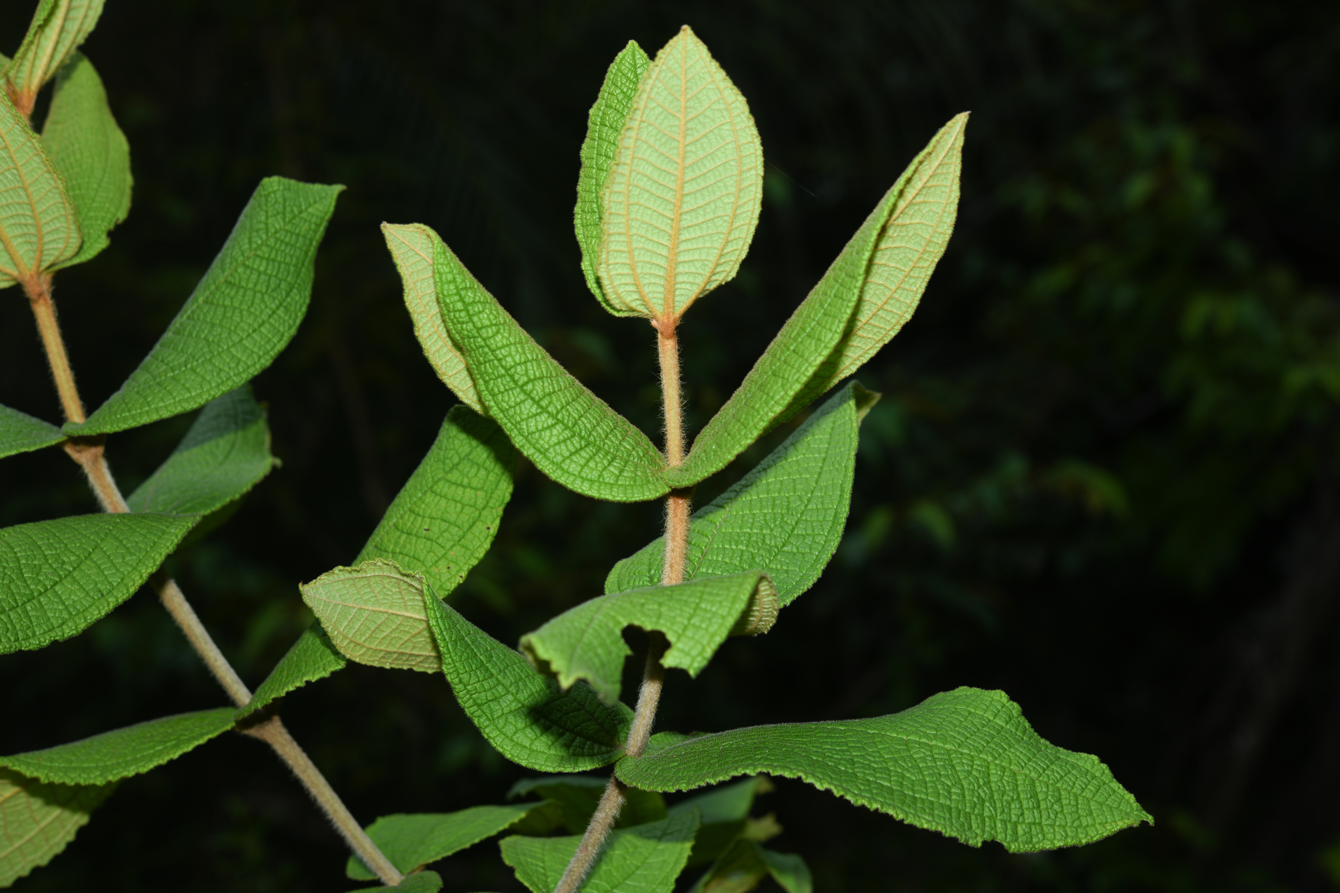 Miconia albicans (Sw.) Steud. - Photo Bivouac Naturaliste