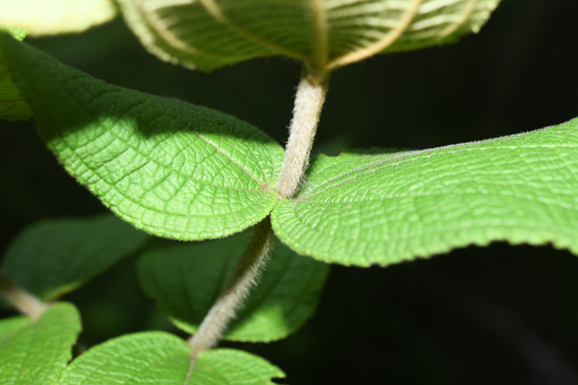 Miconia albicans (Sw.) Steud. - Photo Bivouac Naturaliste