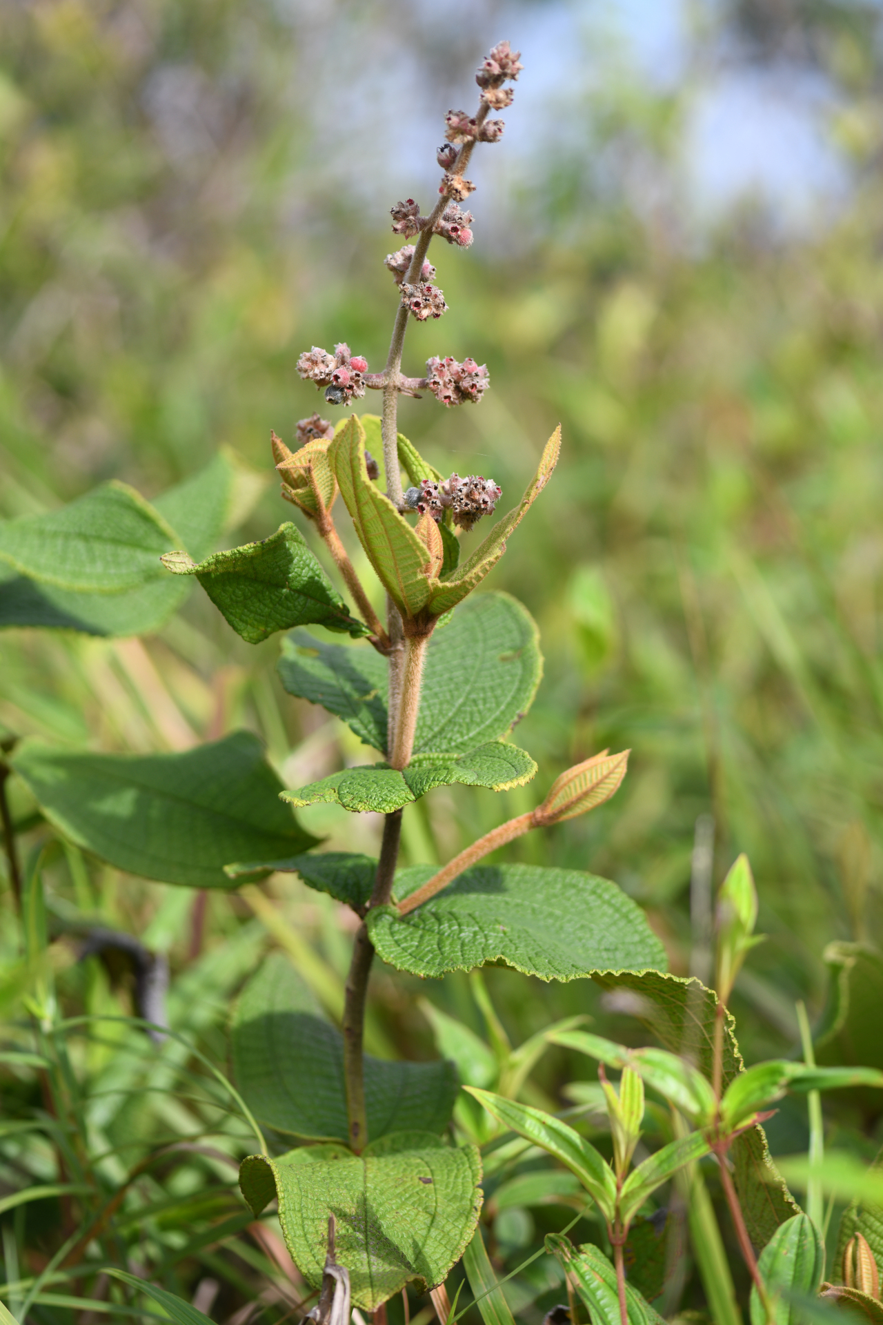 Miconia albicans (Sw.) Steud. - Photo Bivouac Naturaliste