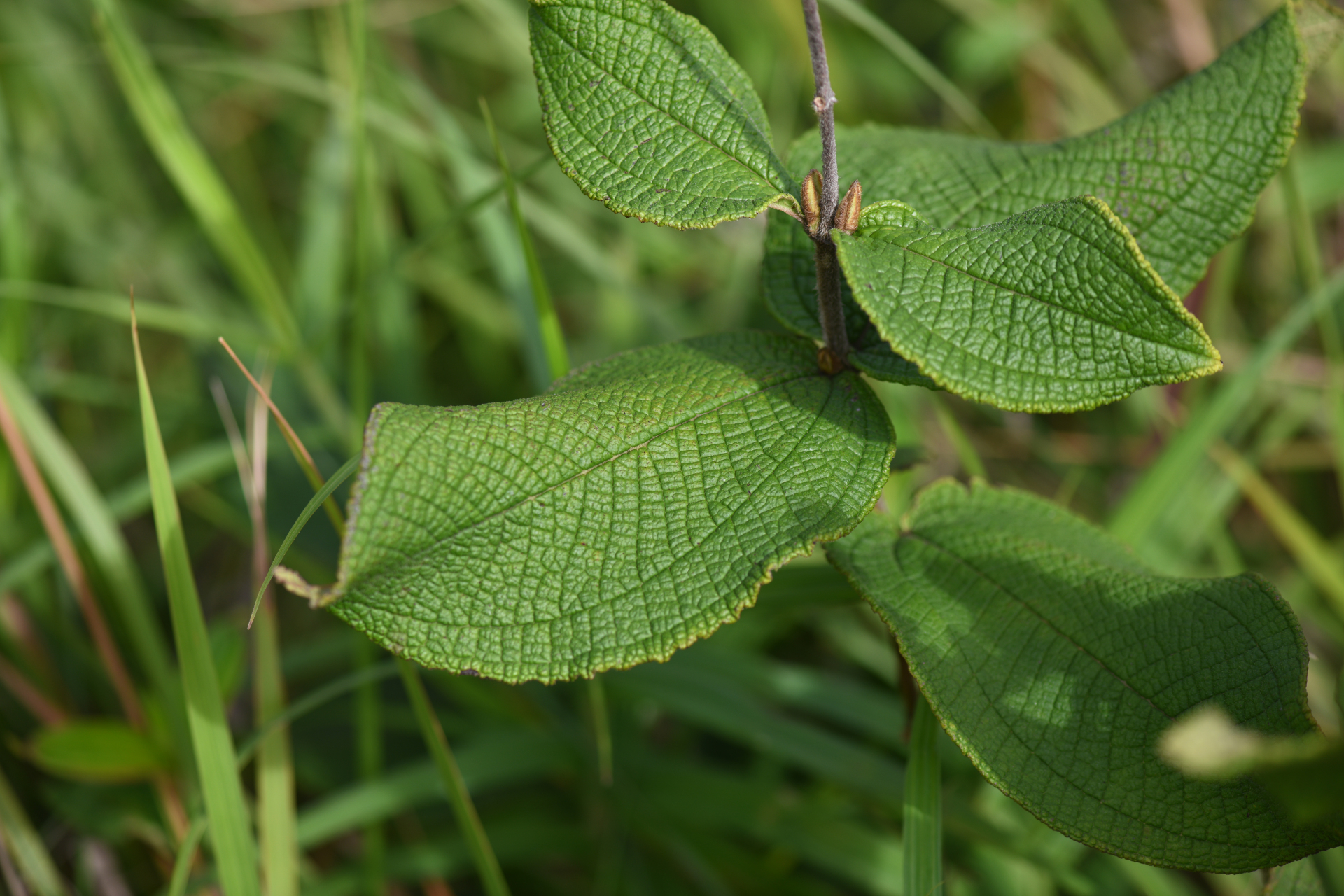 Miconia albicans (Sw.) Steud. - Photo Bivouac Naturaliste
