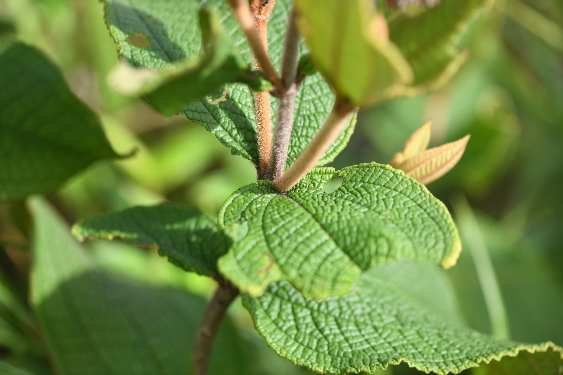 Miconia albicans (Sw.) Steud. - Photo Bivouac Naturaliste