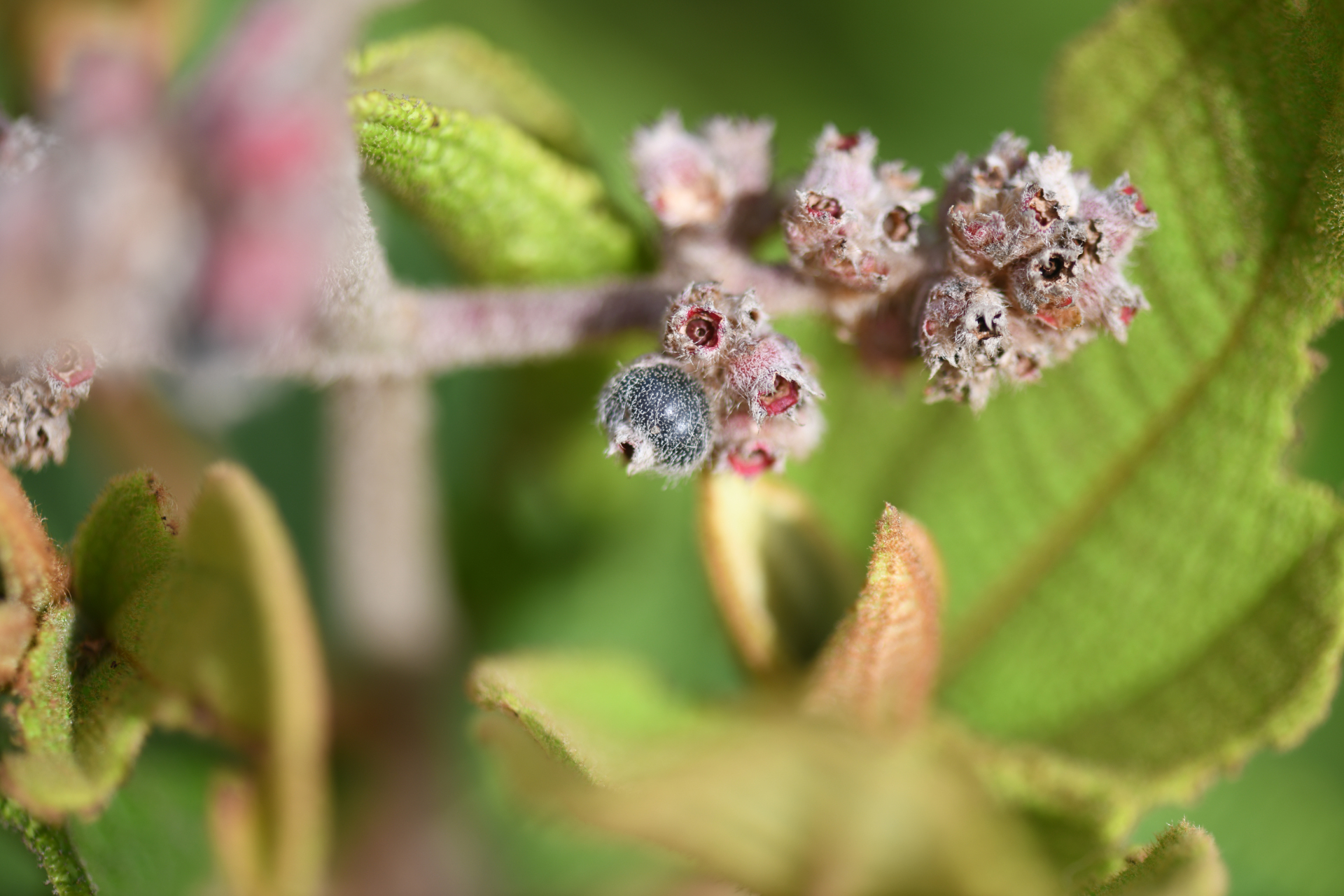 Miconia albicans (Sw.) Steud. - Photo Bivouac Naturaliste