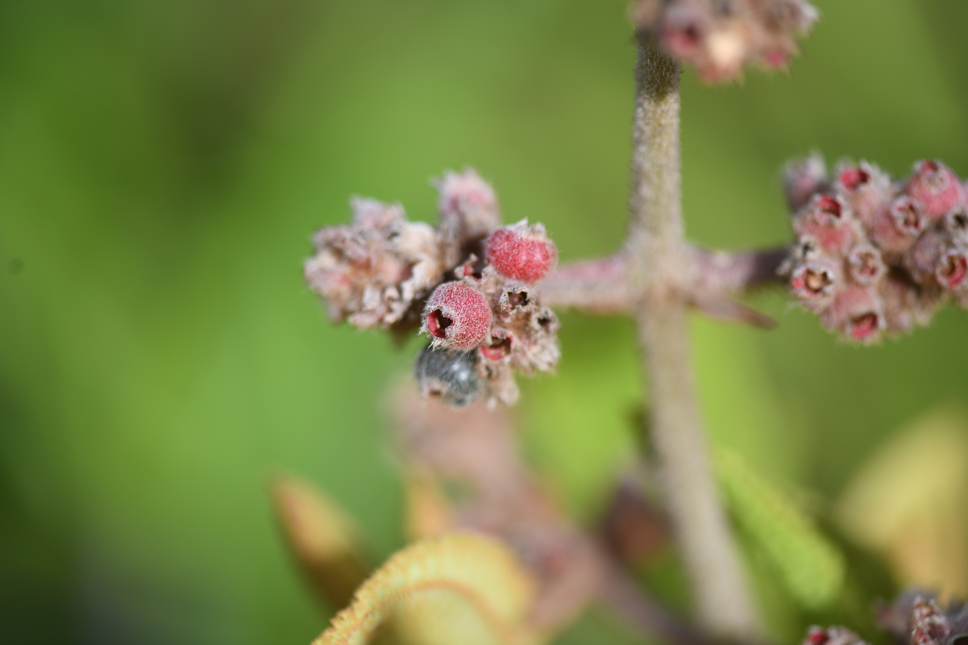Miconia albicans (Sw.) Steud. - Photo Bivouac Naturaliste
