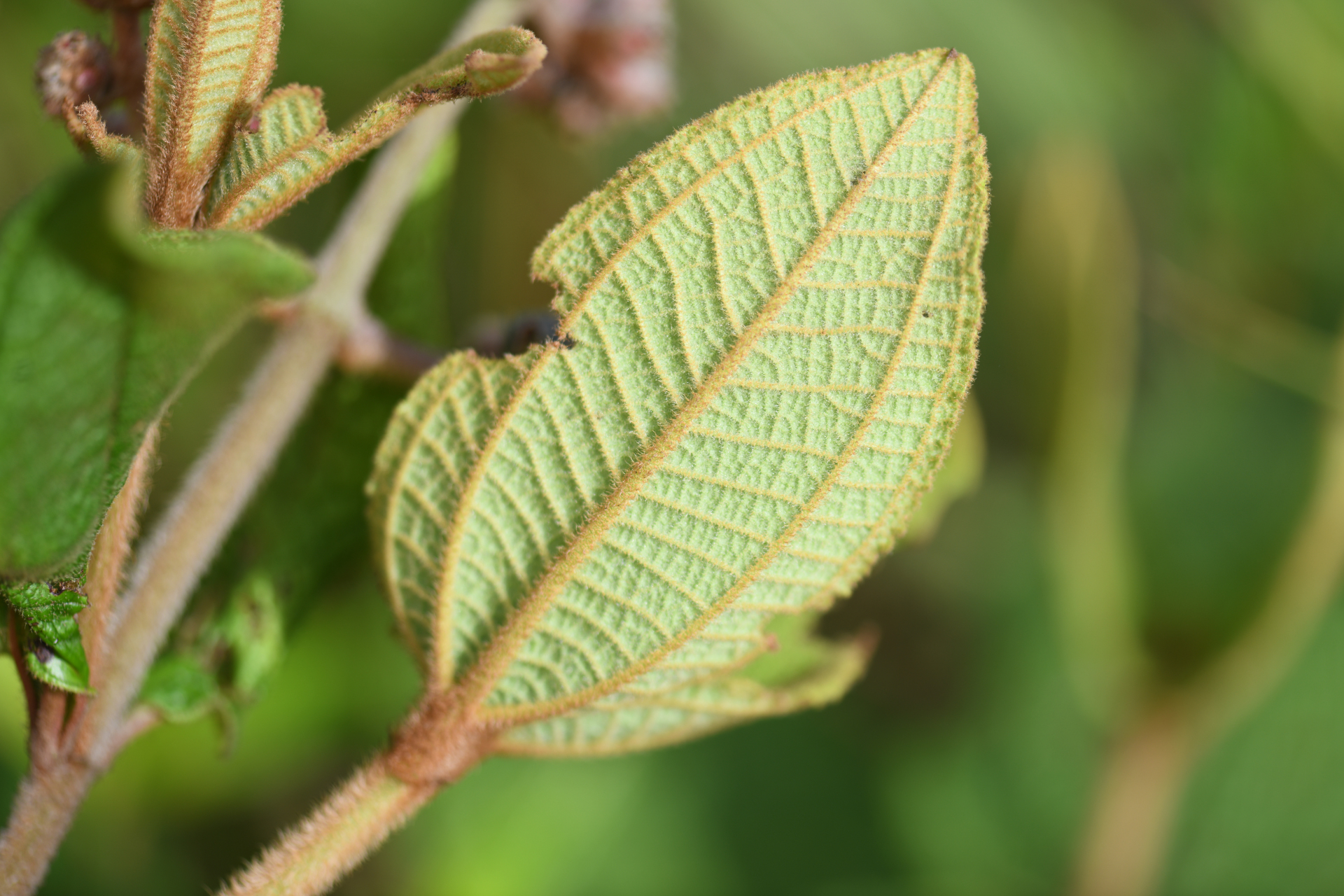 Miconia albicans (Sw.) Steud. - Photo Bivouac Naturaliste