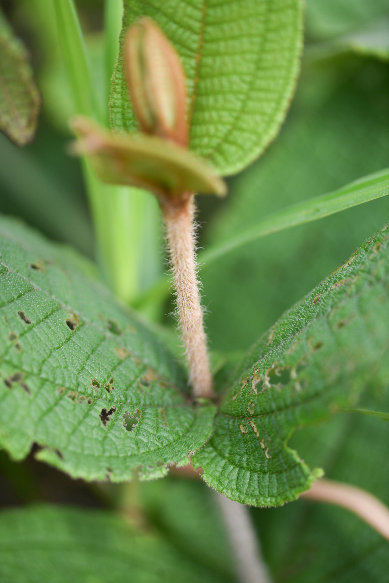 Miconia albicans (Sw.) Steud. - Photo Bivouac Naturaliste