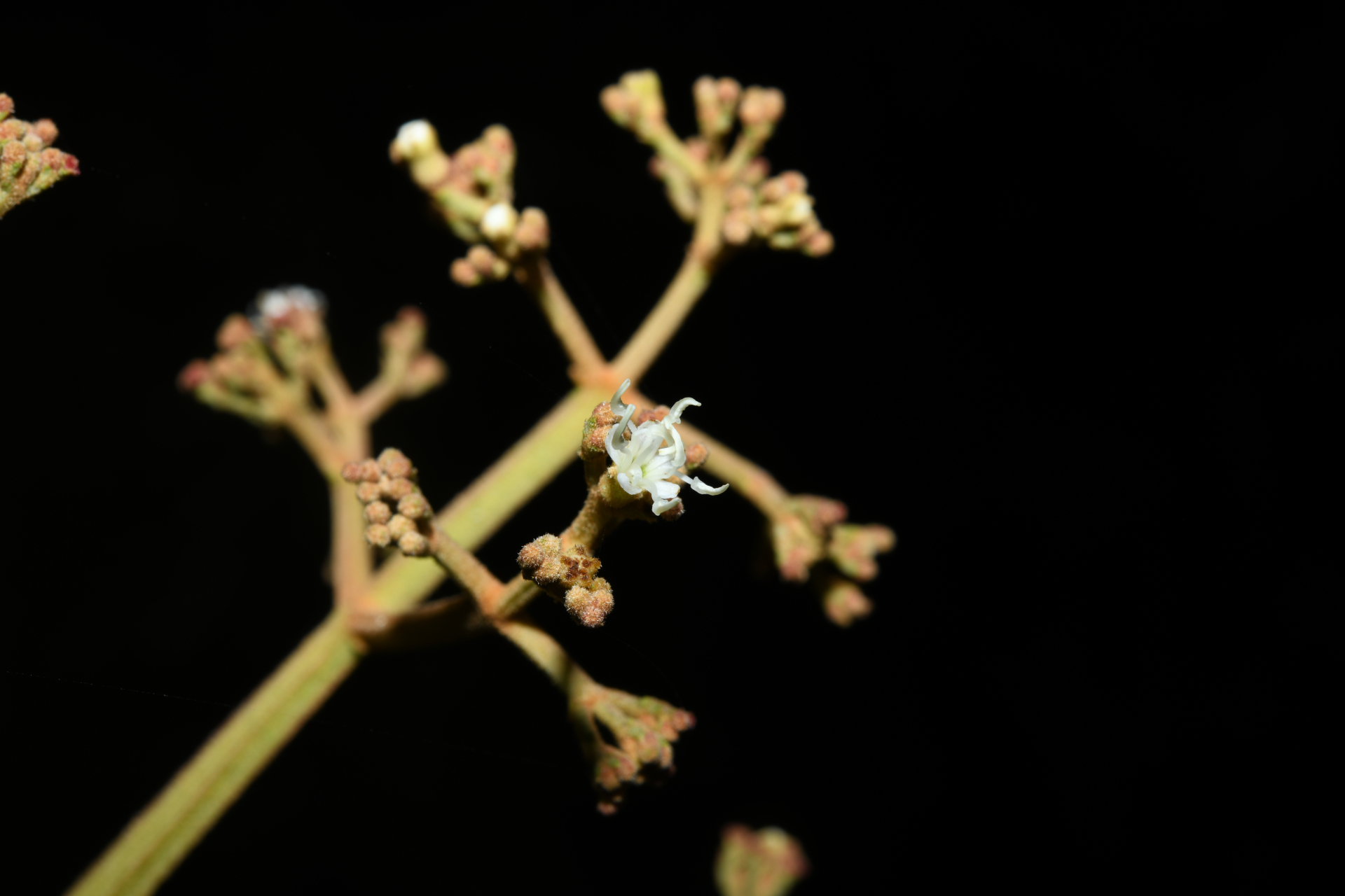 Miconia alata (Aubl.) DC. - Photo Bivouac Naturaliste