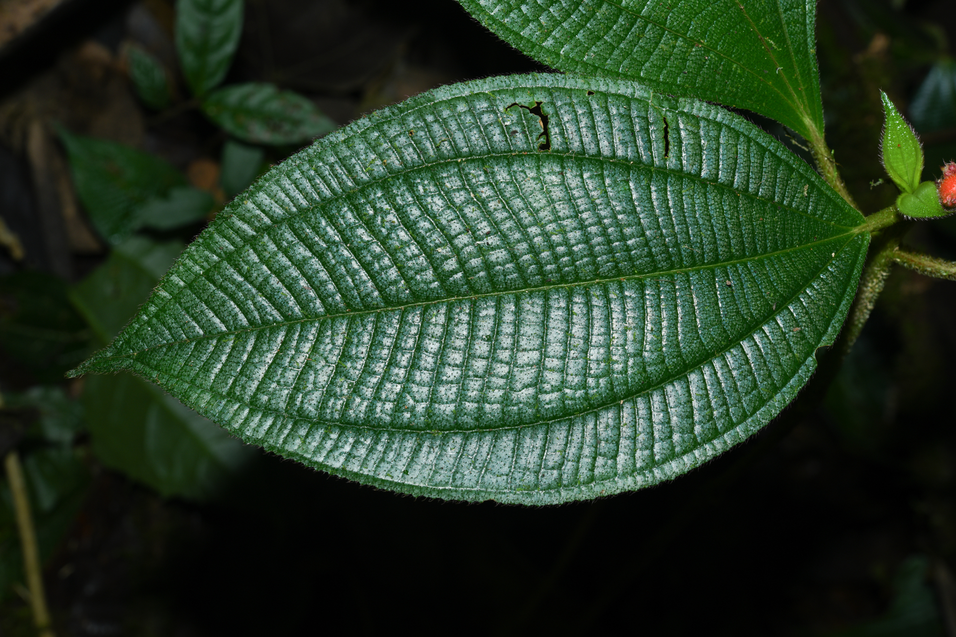 Miconia lappacea (DC.) Triana - Photo Bivouac Naturaliste