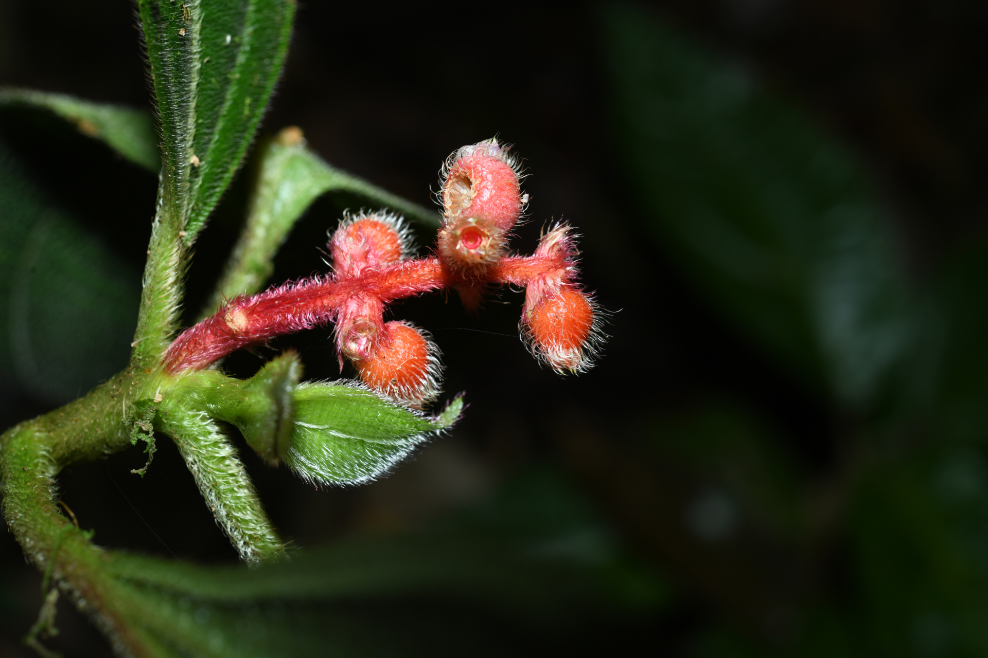 Miconia lappacea (DC.) Triana - Photo Bivouac Naturaliste