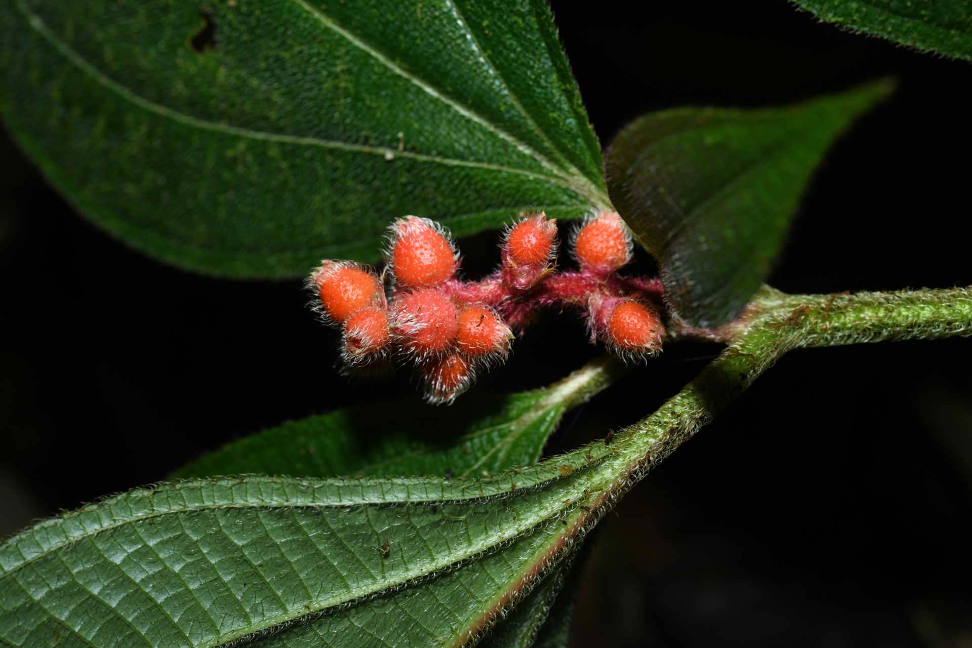 Miconia lappacea (DC.) Triana - Photo Bivouac Naturaliste