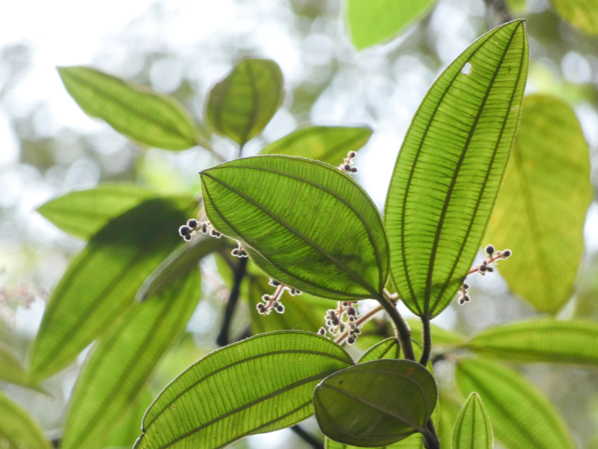 Miconia tschudyoides Cogn. - Photo Bivouac Naturaliste