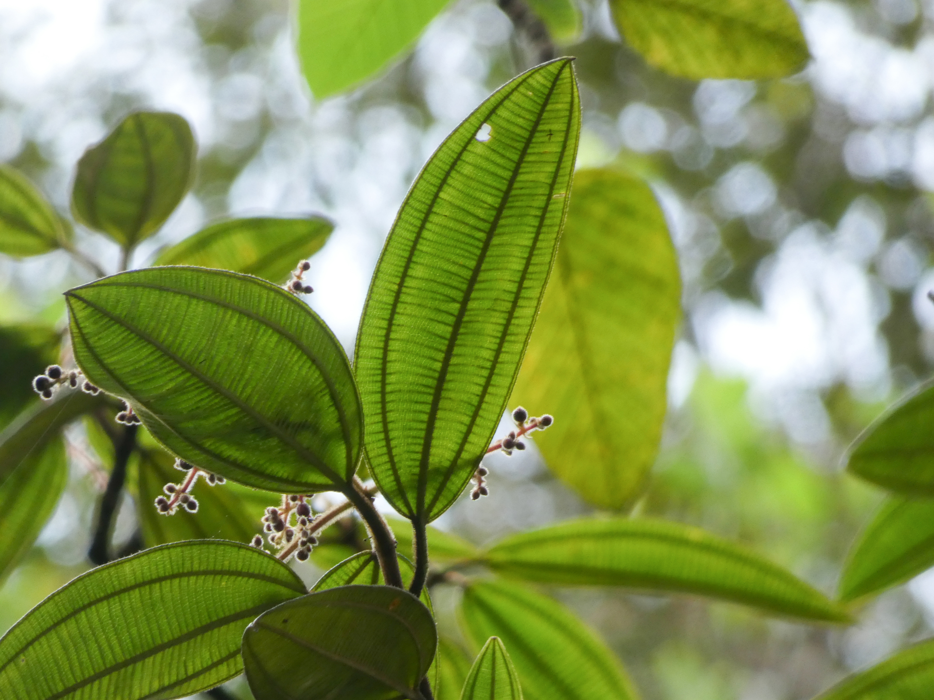 Miconia tschudyoides Cogn. - Photo Bivouac Naturaliste