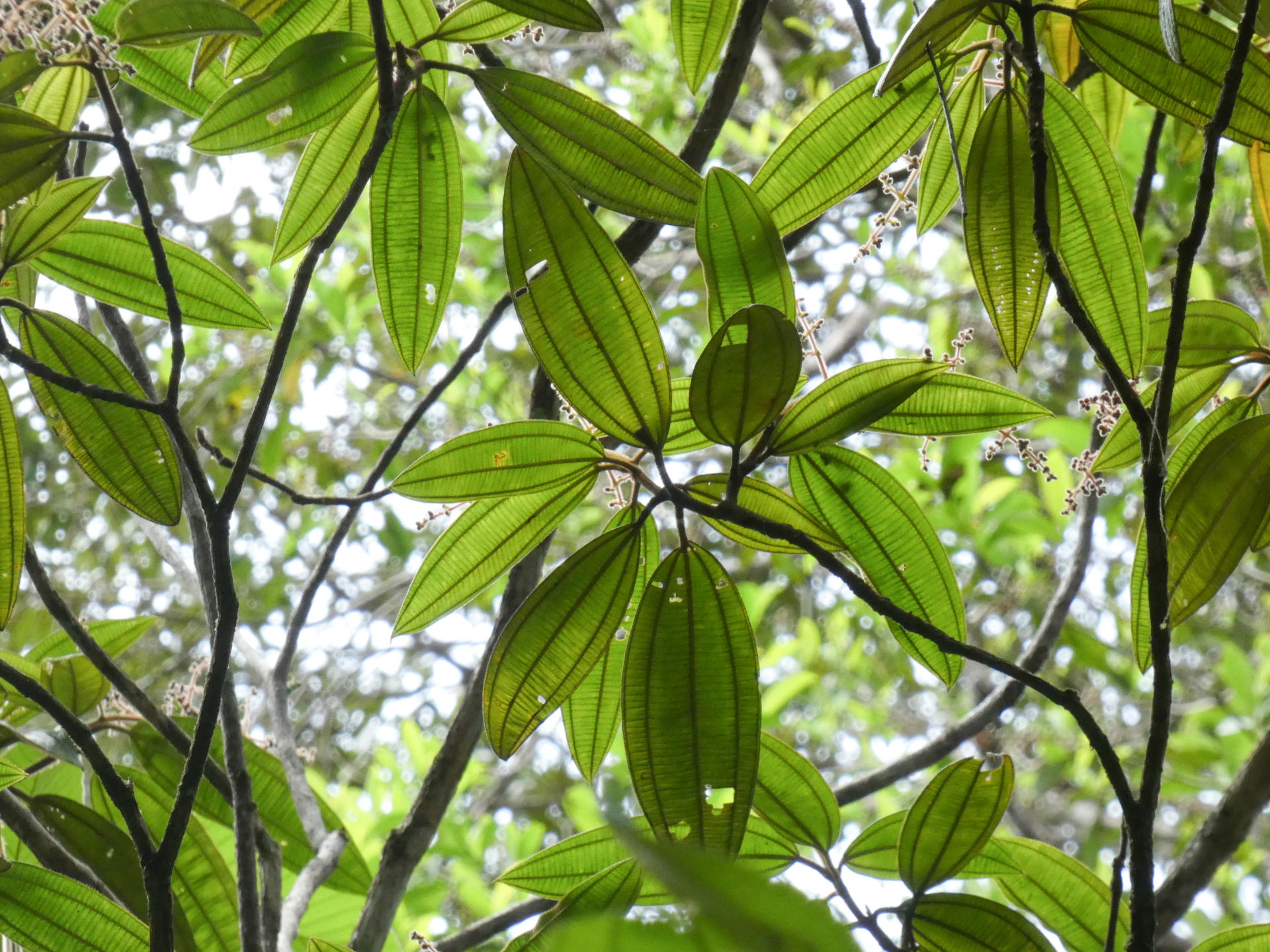 Miconia tschudyoides Cogn. - Photo Bivouac Naturaliste