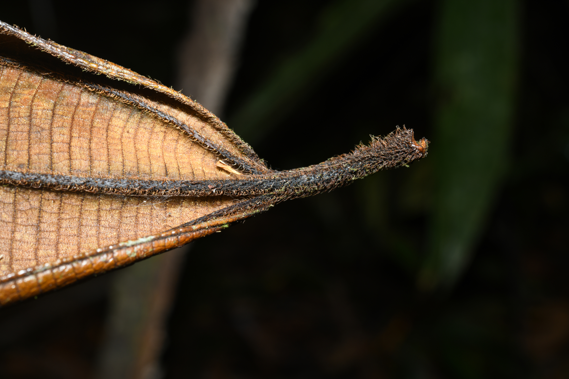 Miconia tschudyoides Cogn. - Photo Bivouac Naturaliste
