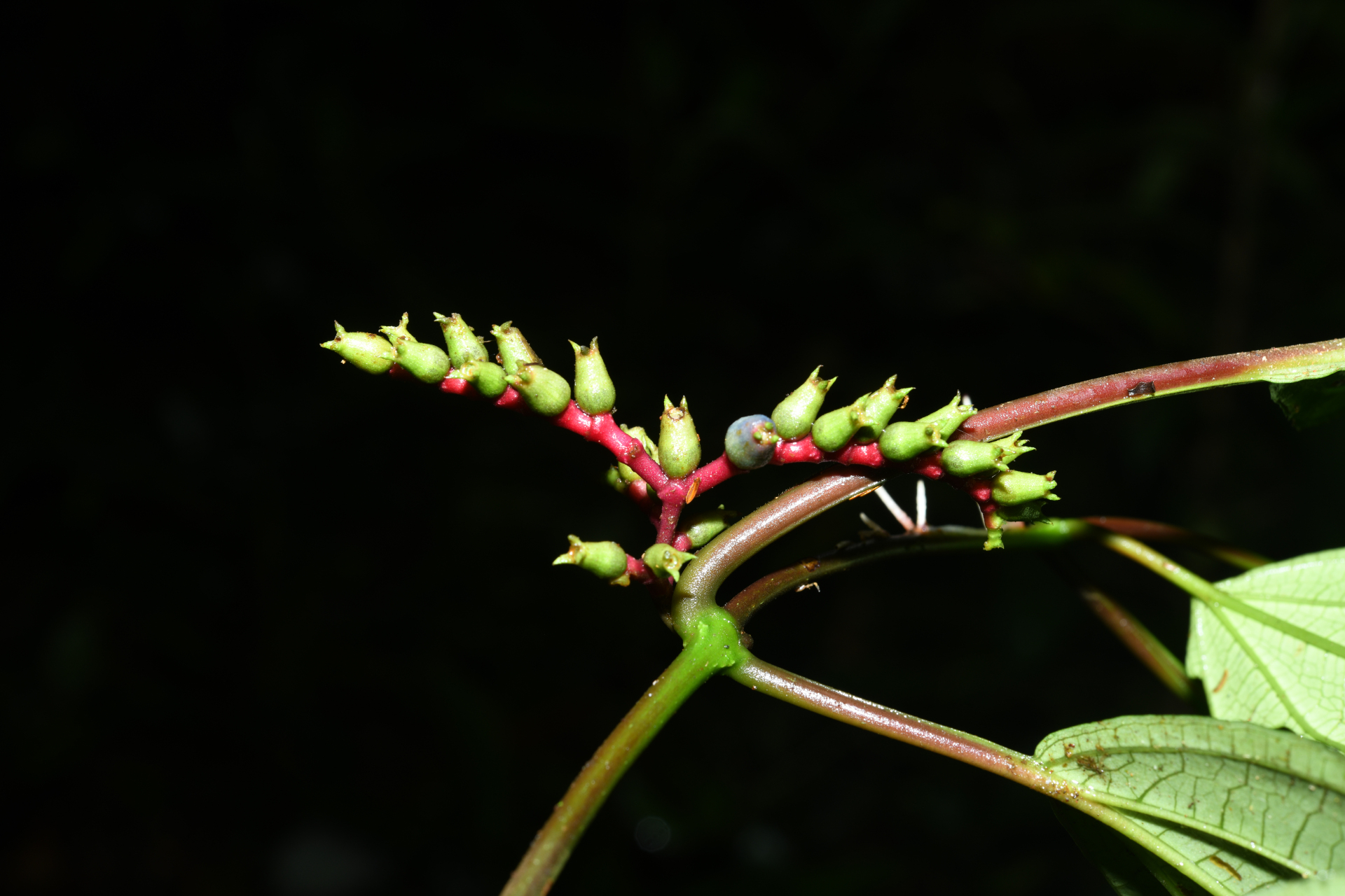 Miconia trimera Wurdack - Photo Bivouac Naturaliste