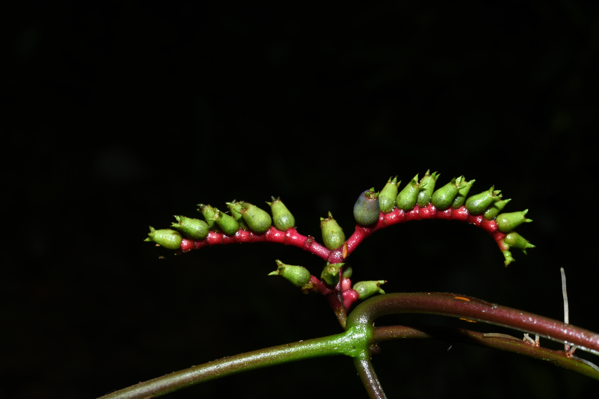 Miconia trimera Wurdack - Photo Bivouac Naturaliste