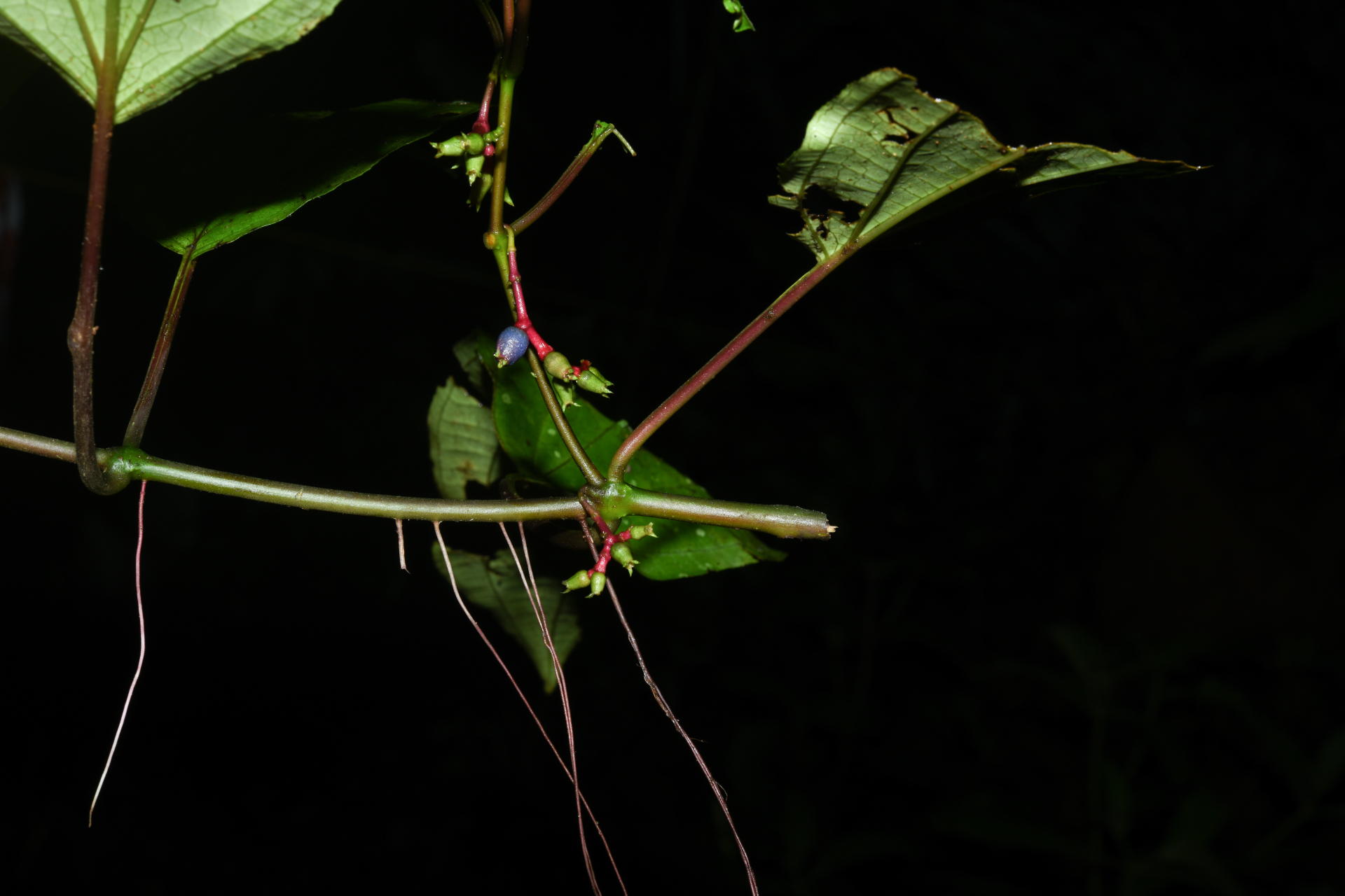 Miconia trimera Wurdack - Photo Bivouac Naturaliste