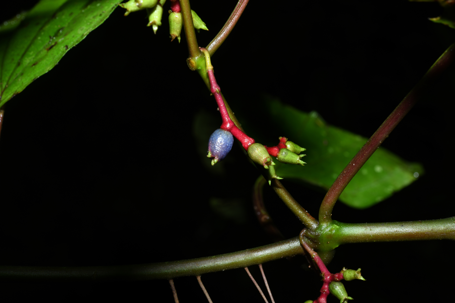 Miconia trimera Wurdack - Photo Bivouac Naturaliste