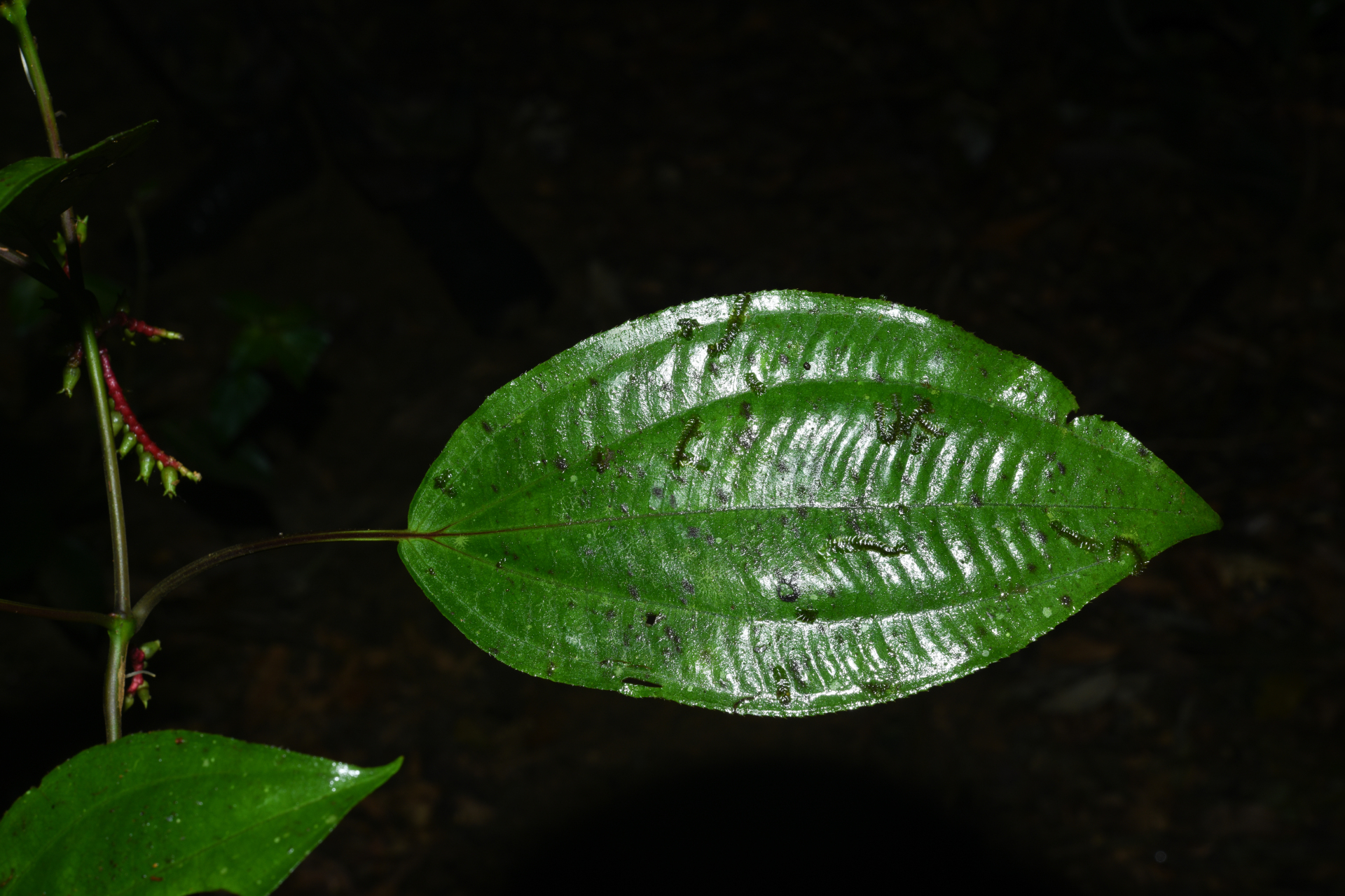 Miconia trimera Wurdack - Photo Bivouac Naturaliste