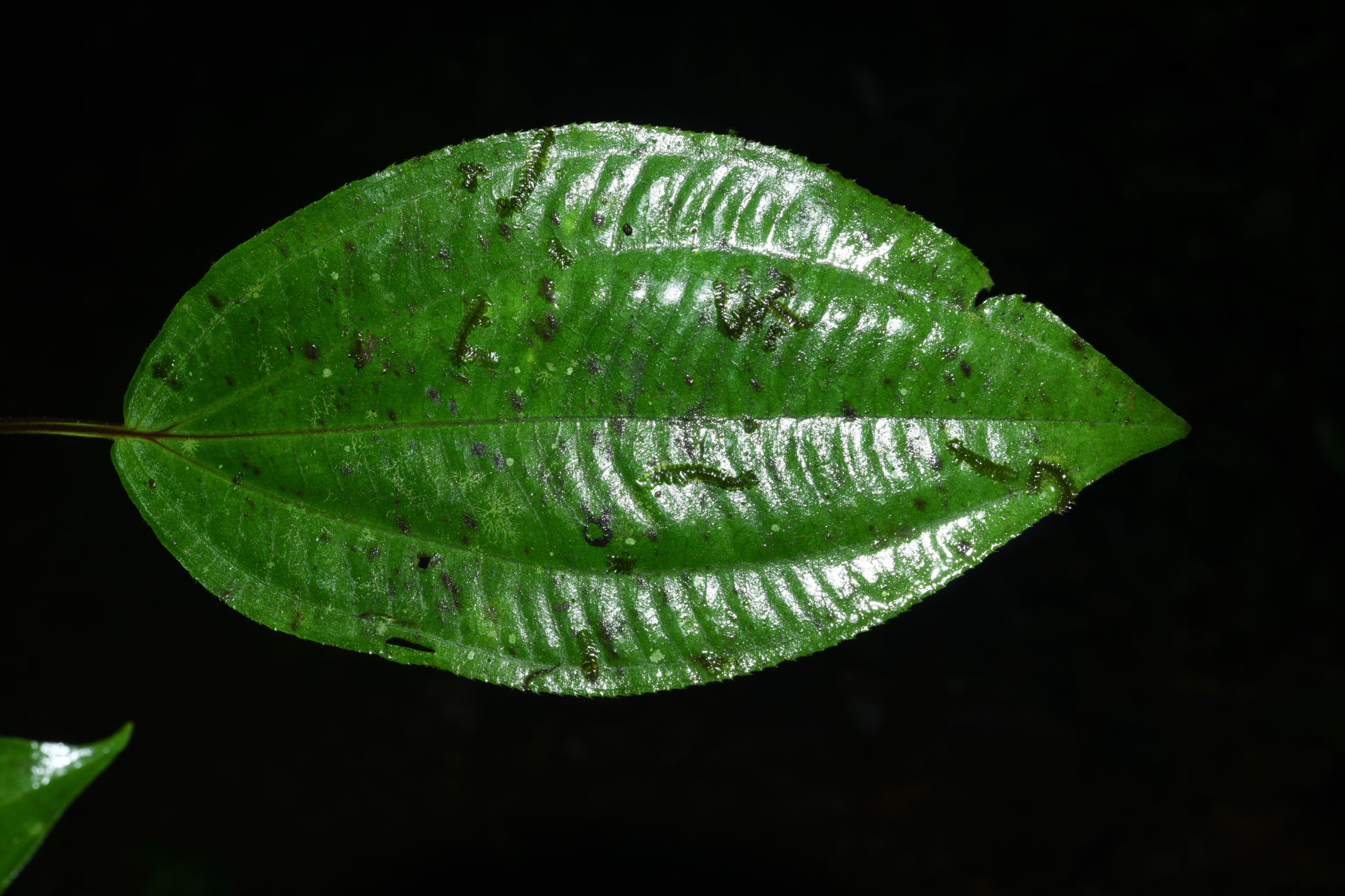 Miconia trimera Wurdack - Photo Bivouac Naturaliste