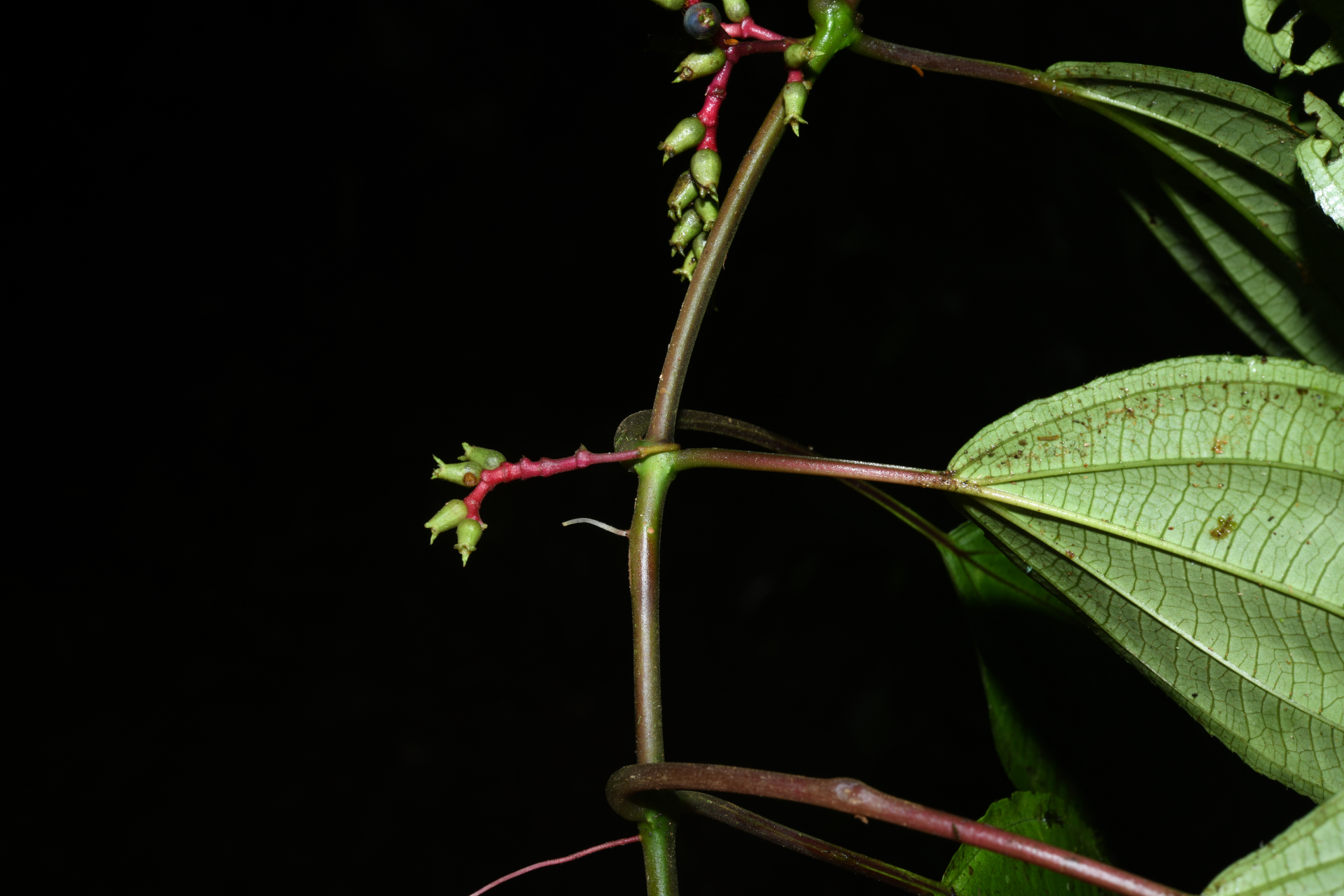 Miconia trimera Wurdack - Photo Bivouac Naturaliste