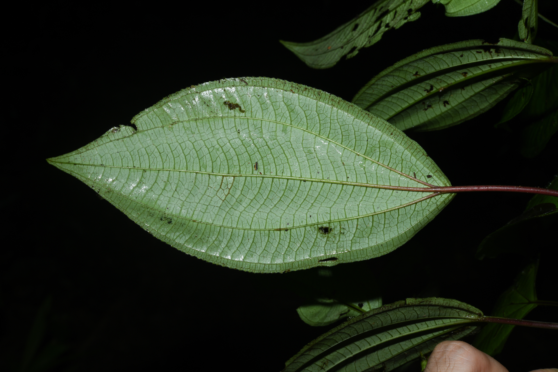 Miconia trimera Wurdack - Photo Bivouac Naturaliste