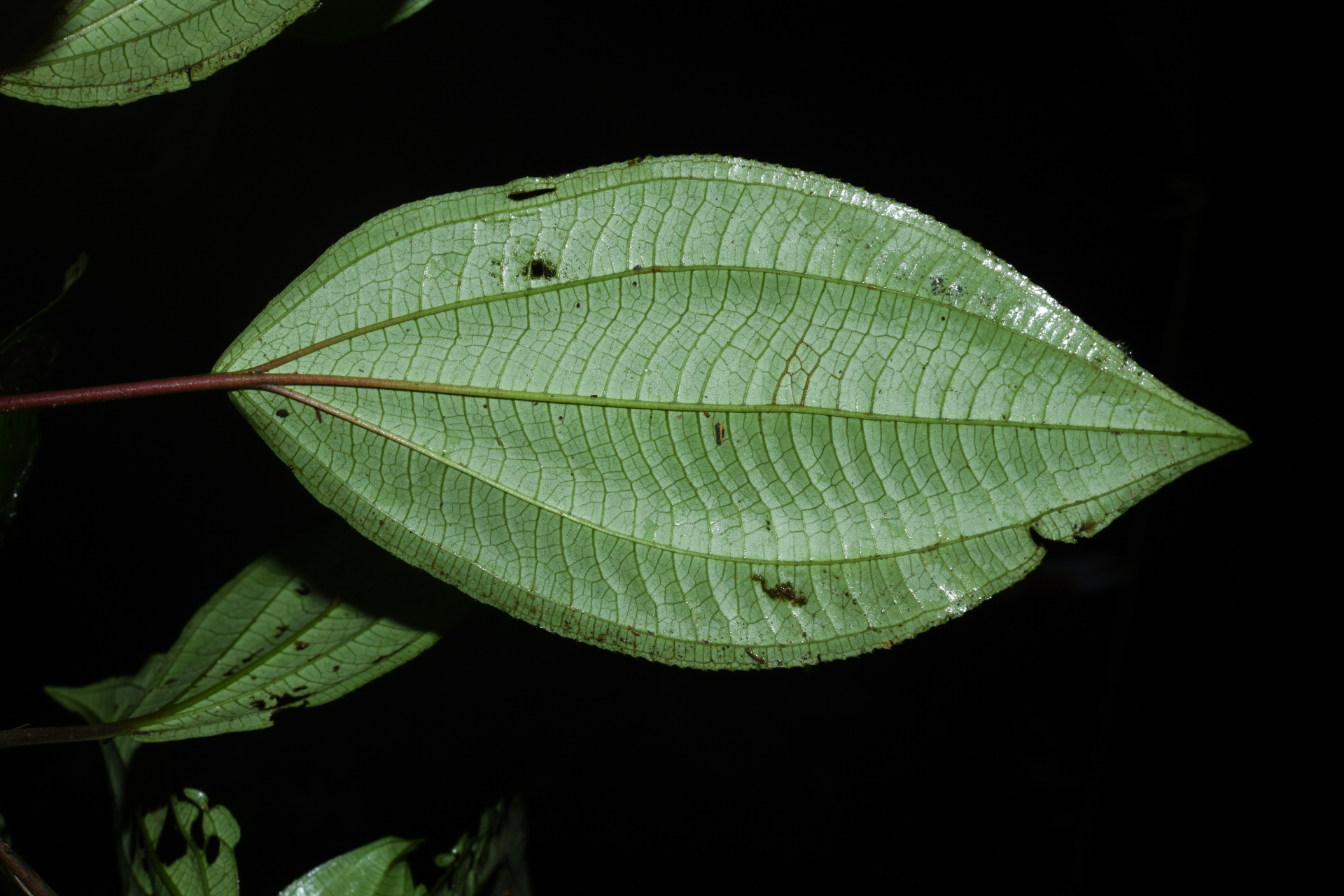 Miconia trimera Wurdack - Photo Bivouac Naturaliste